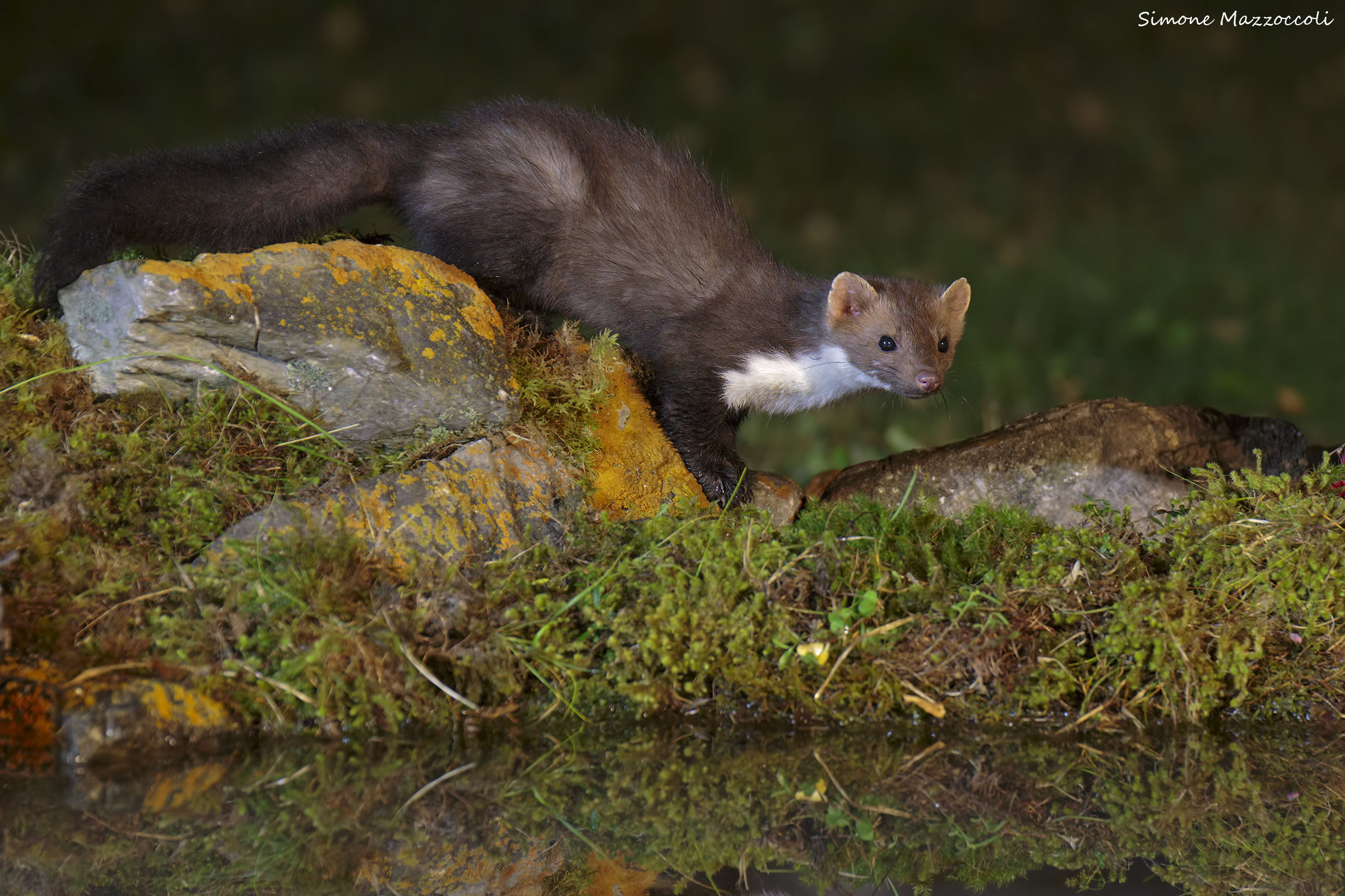 beech marten