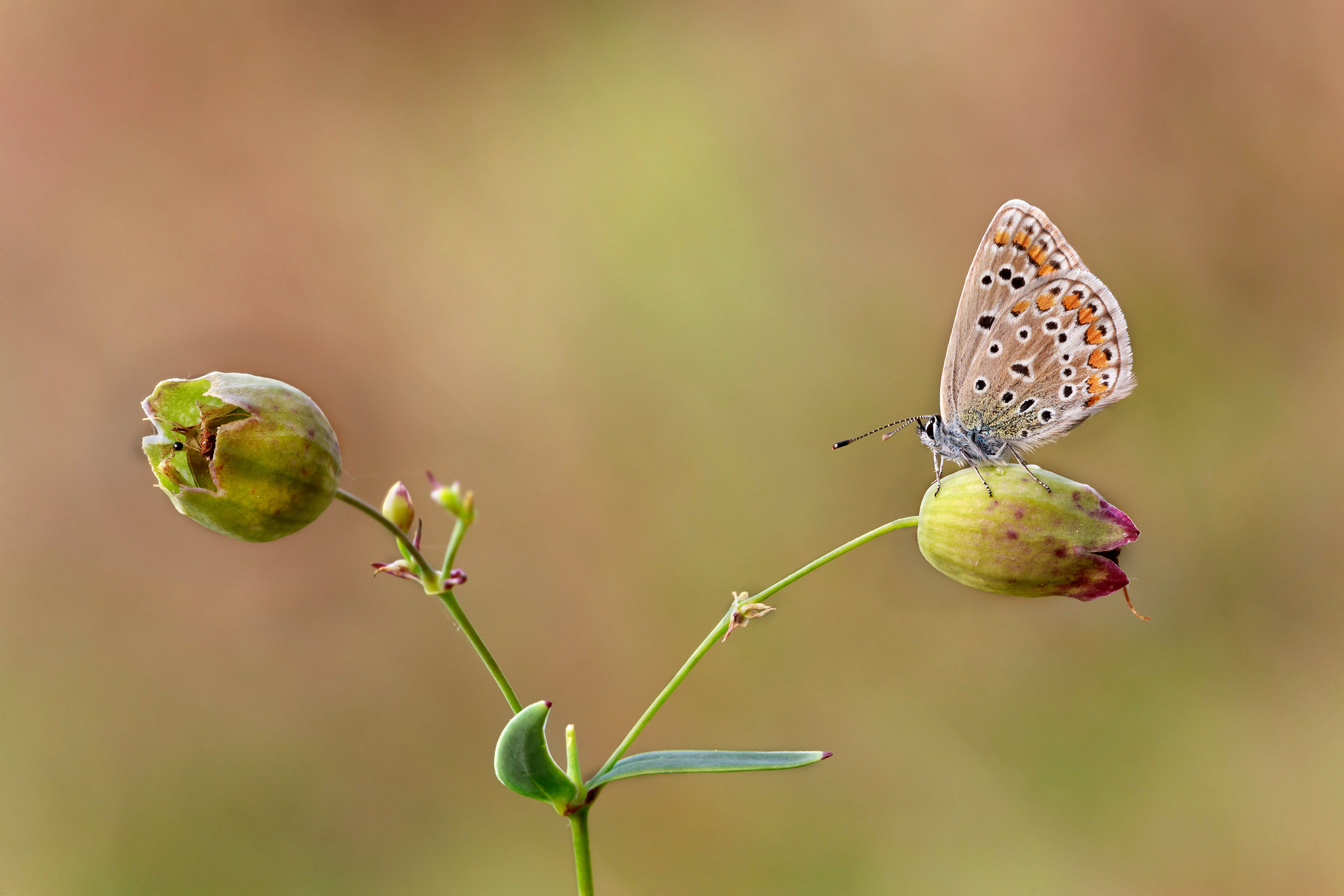 Polyommatus icarus su silene vulgaris