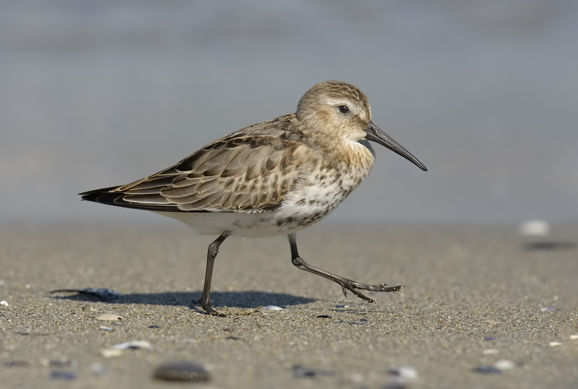 Sandpiper Black Belly