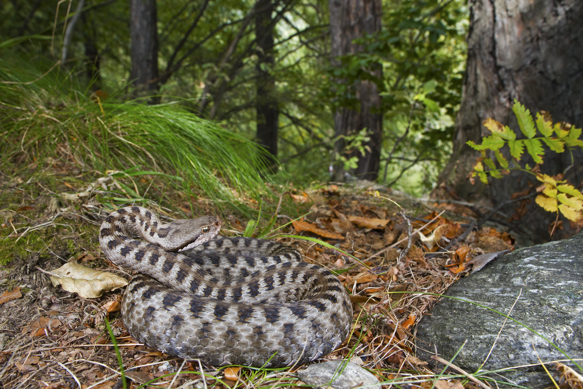Vipera nel bosco