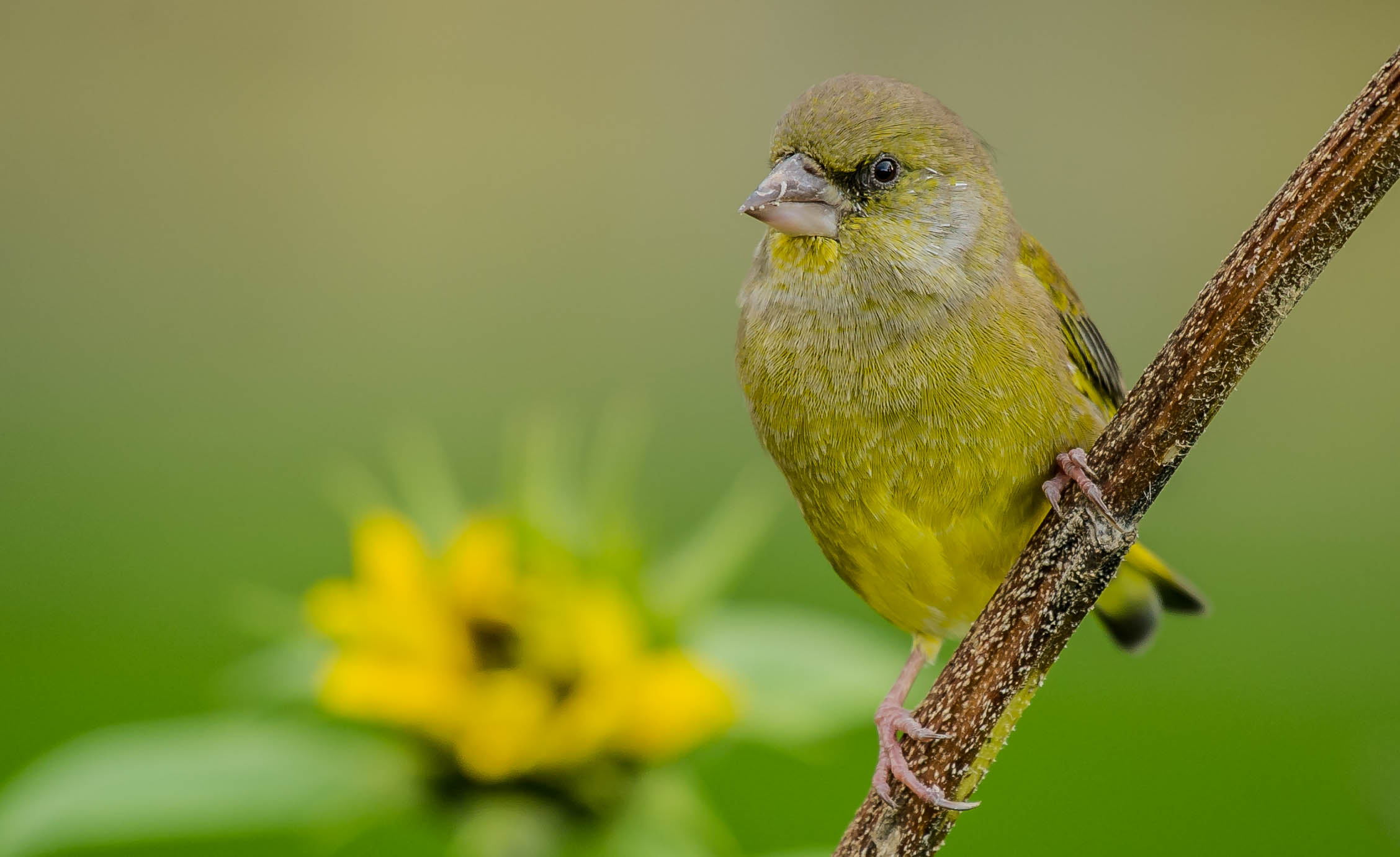 greenfinch