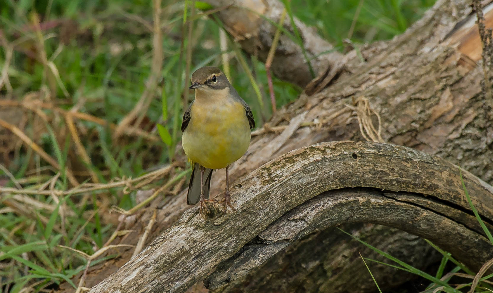 yellow wagtail