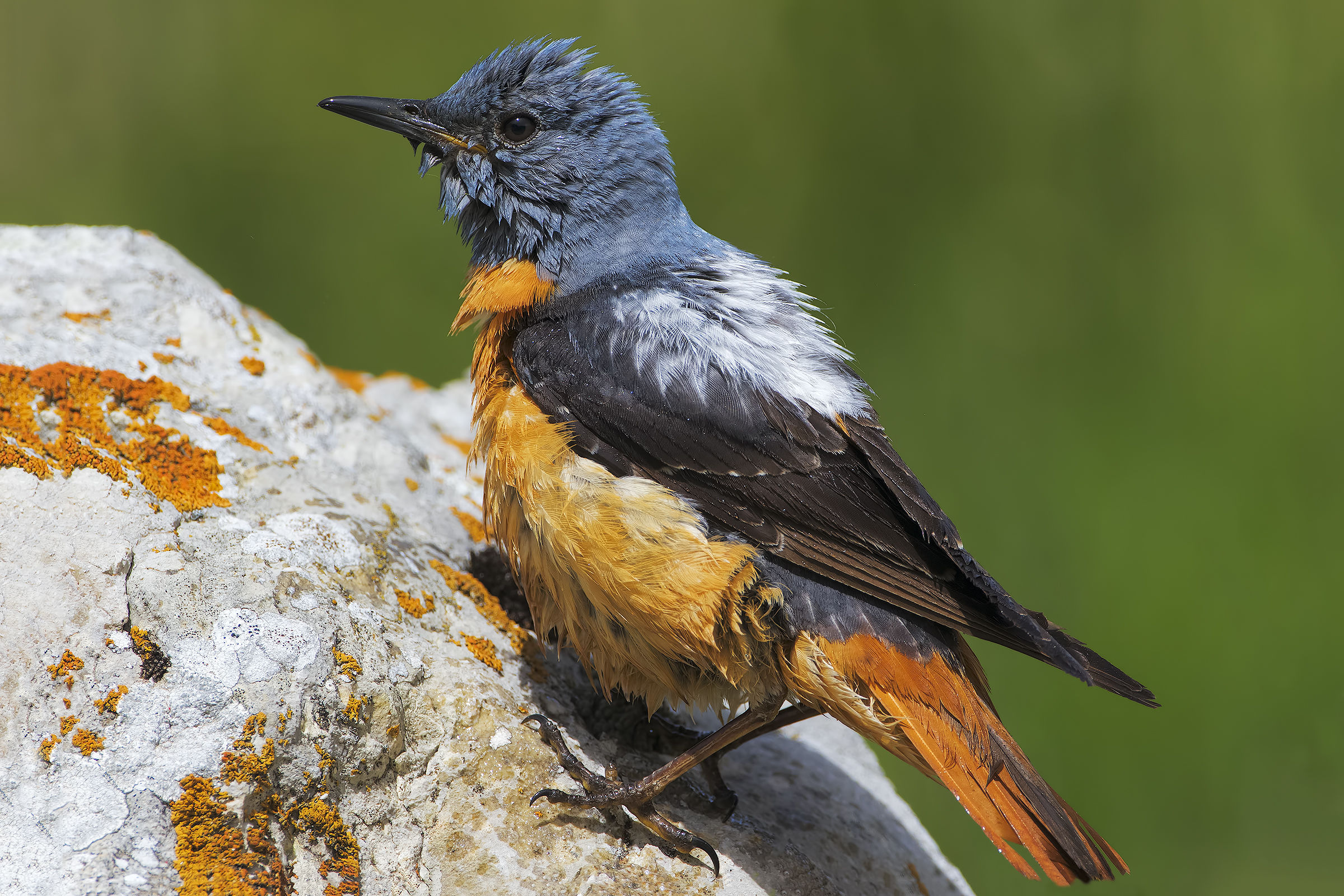 Spring memories ...... Rock Thrush