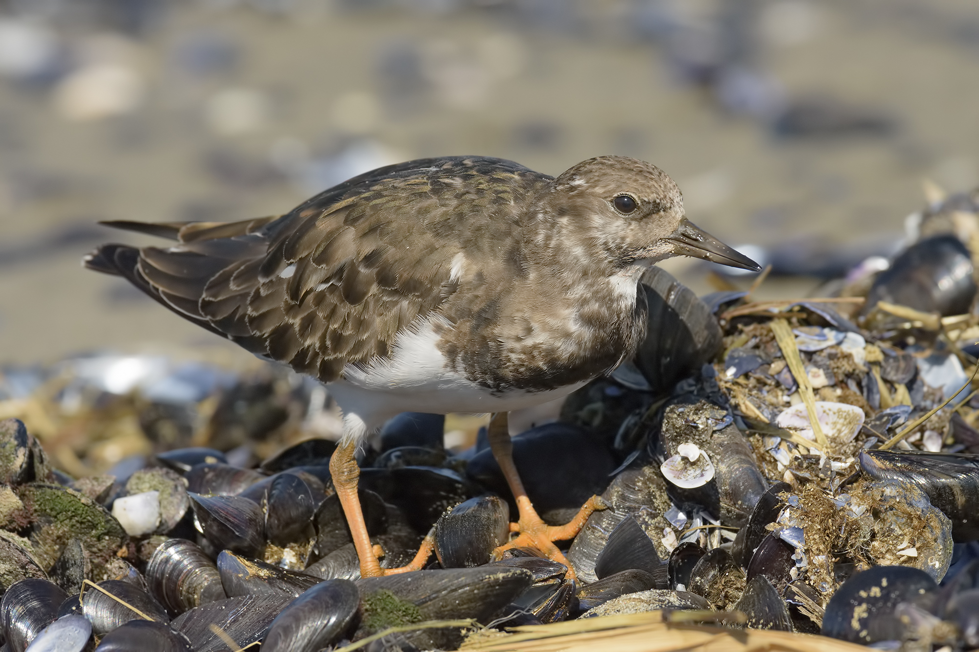 Turnstone