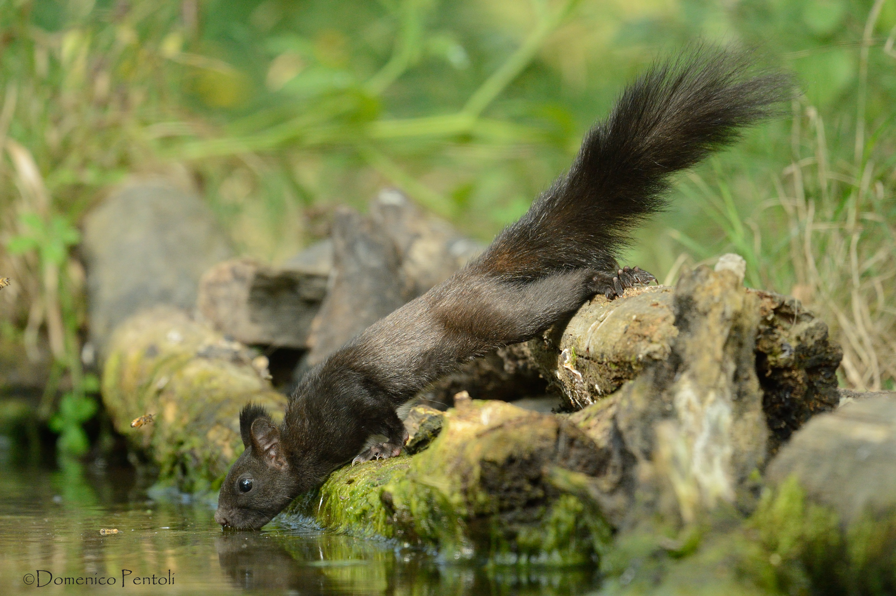all'abbeverata squirrel