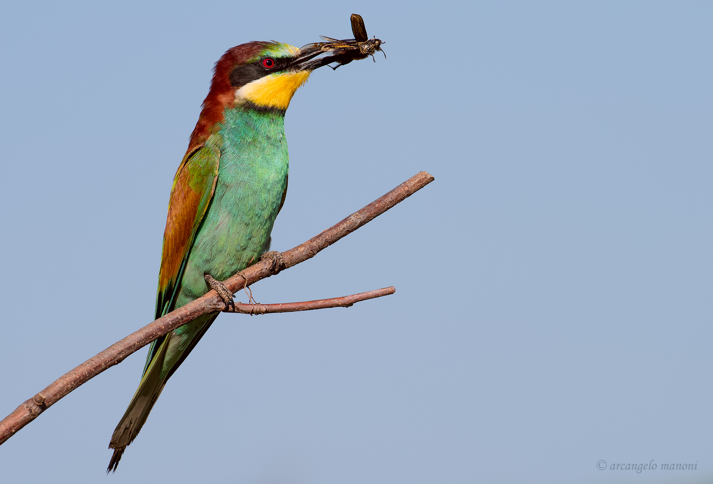 Col maggiolino nel becco