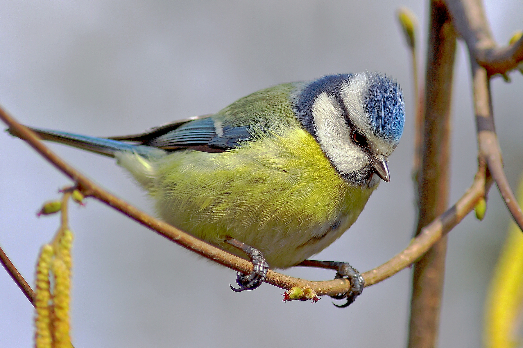 blue tit on the swing.