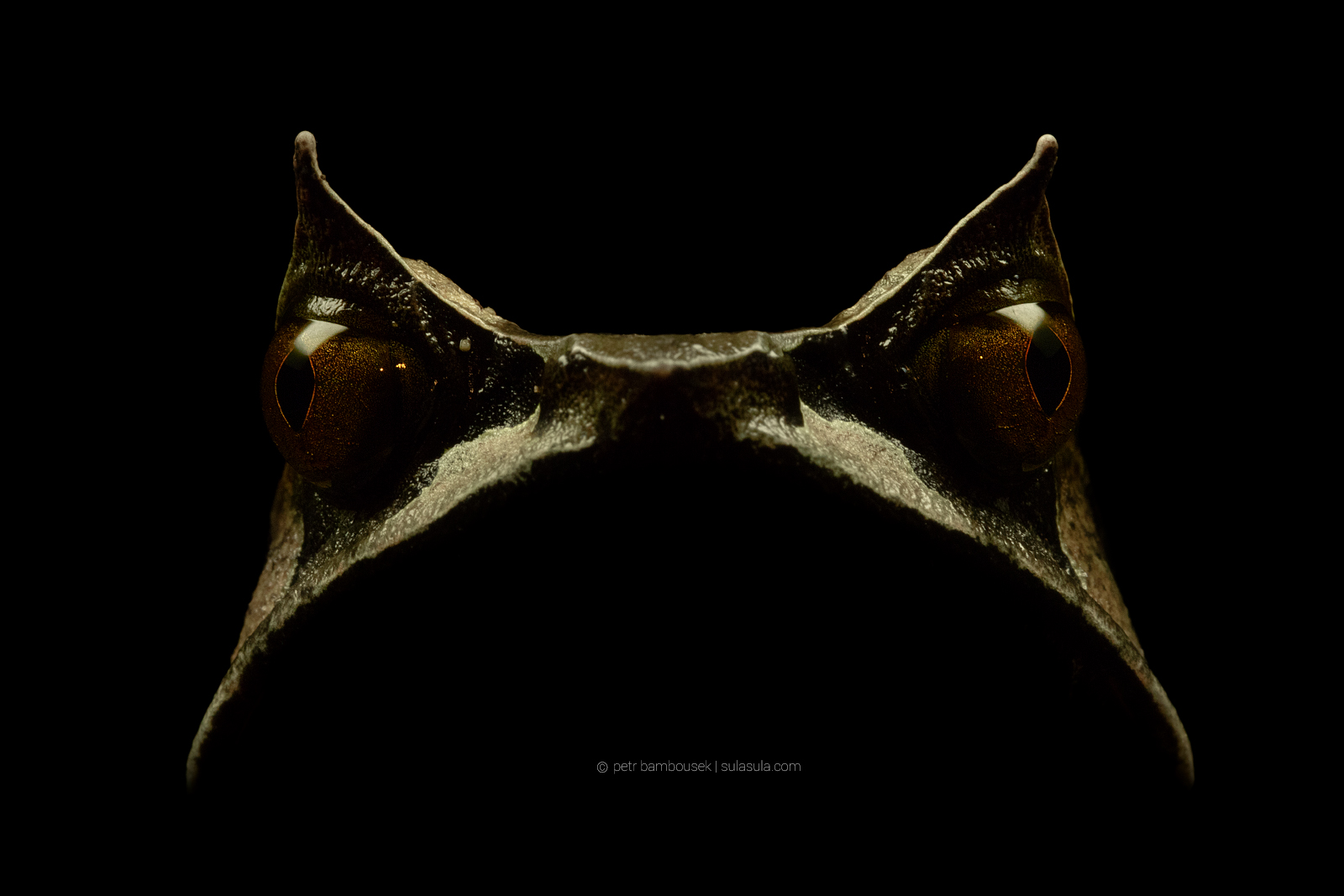 Borneo Horned Frog | Borneo