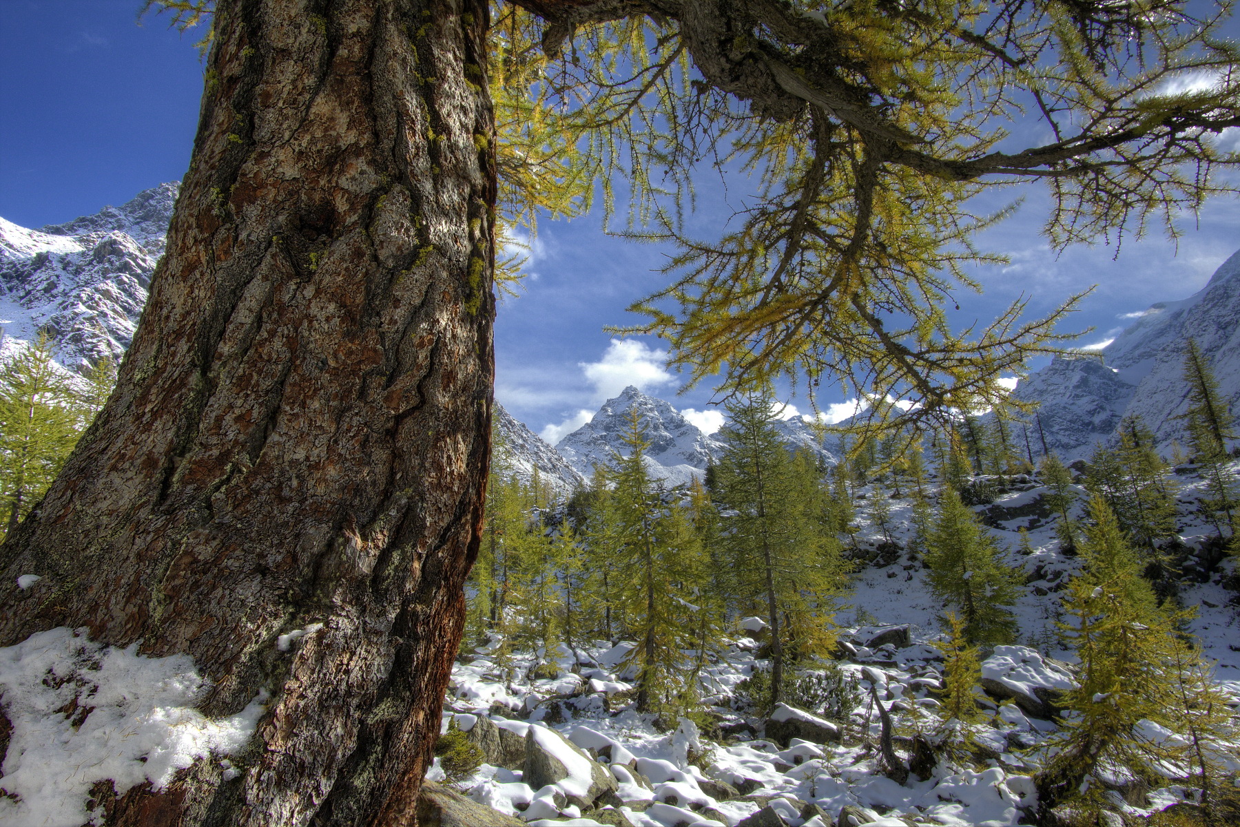 Under the millennial Larch