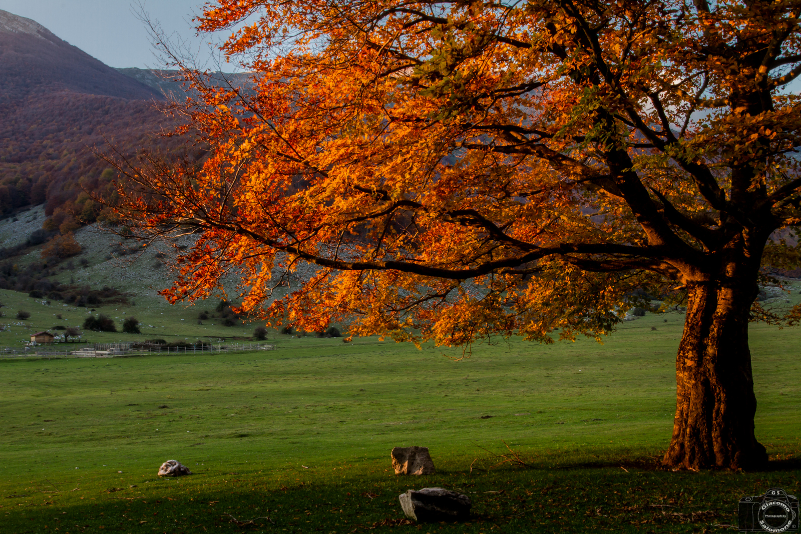 The tree in autumn at sunset