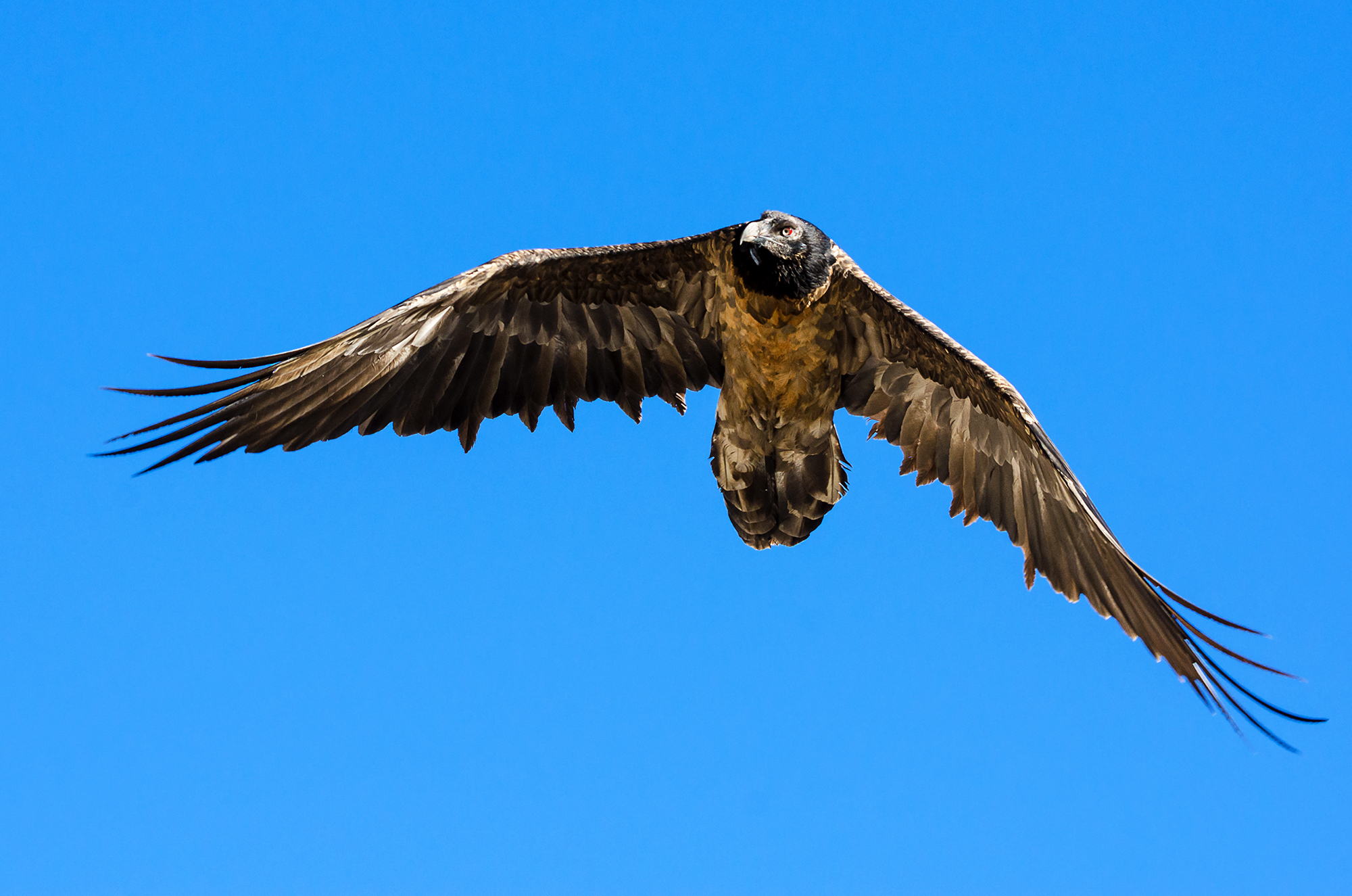 Bearded Vulture