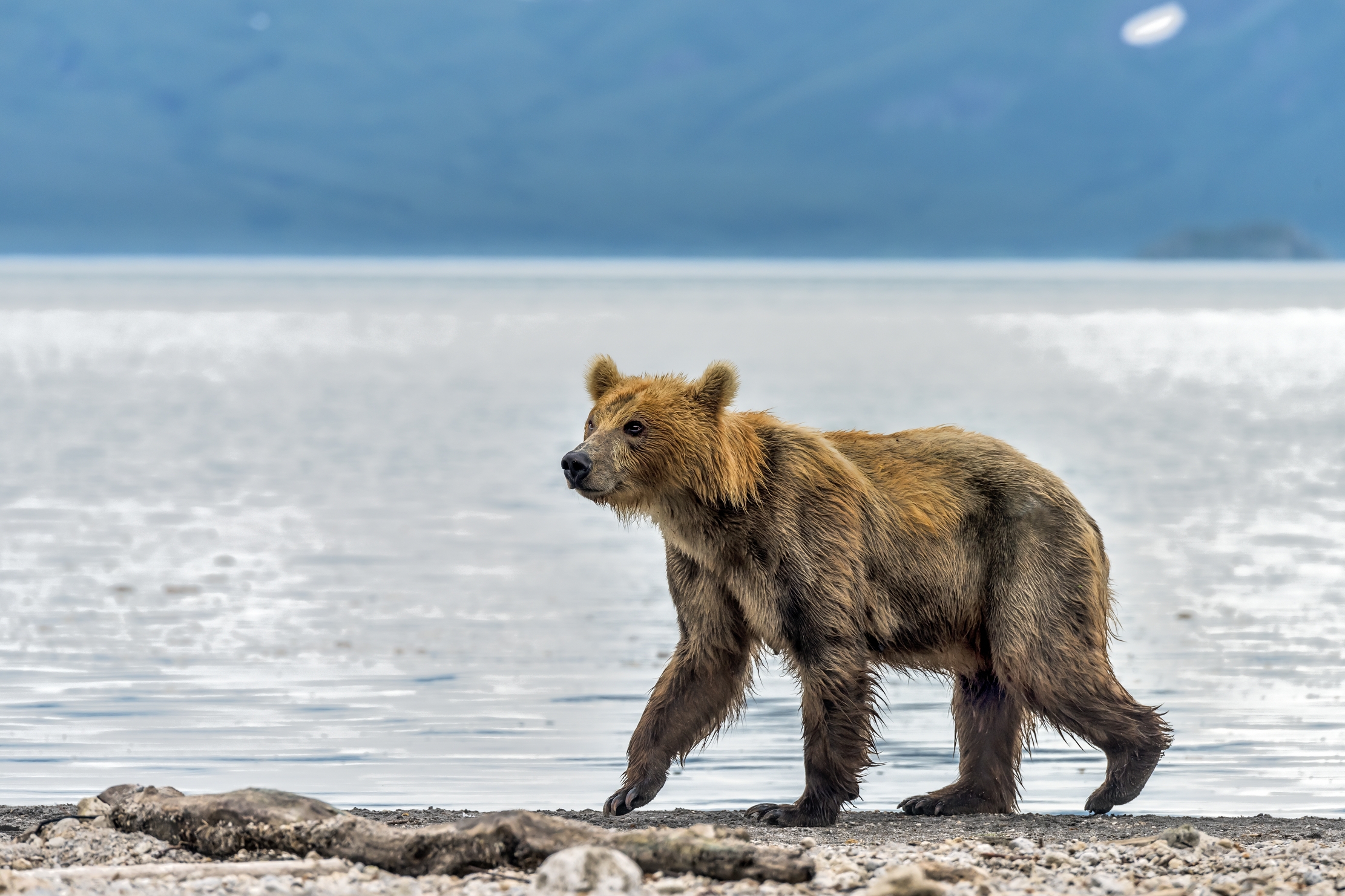 Kamchatka 2016 - Bear