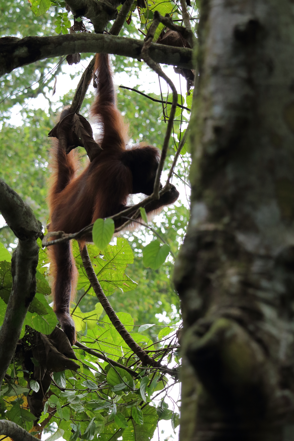 Malaysia 2014: Pregnant Female Orangutan