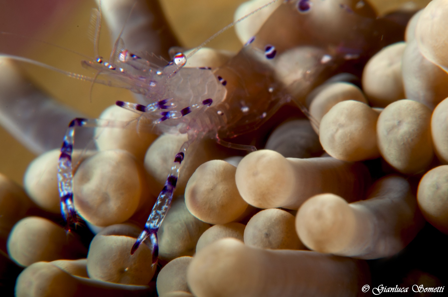 Bubble coral shrimp