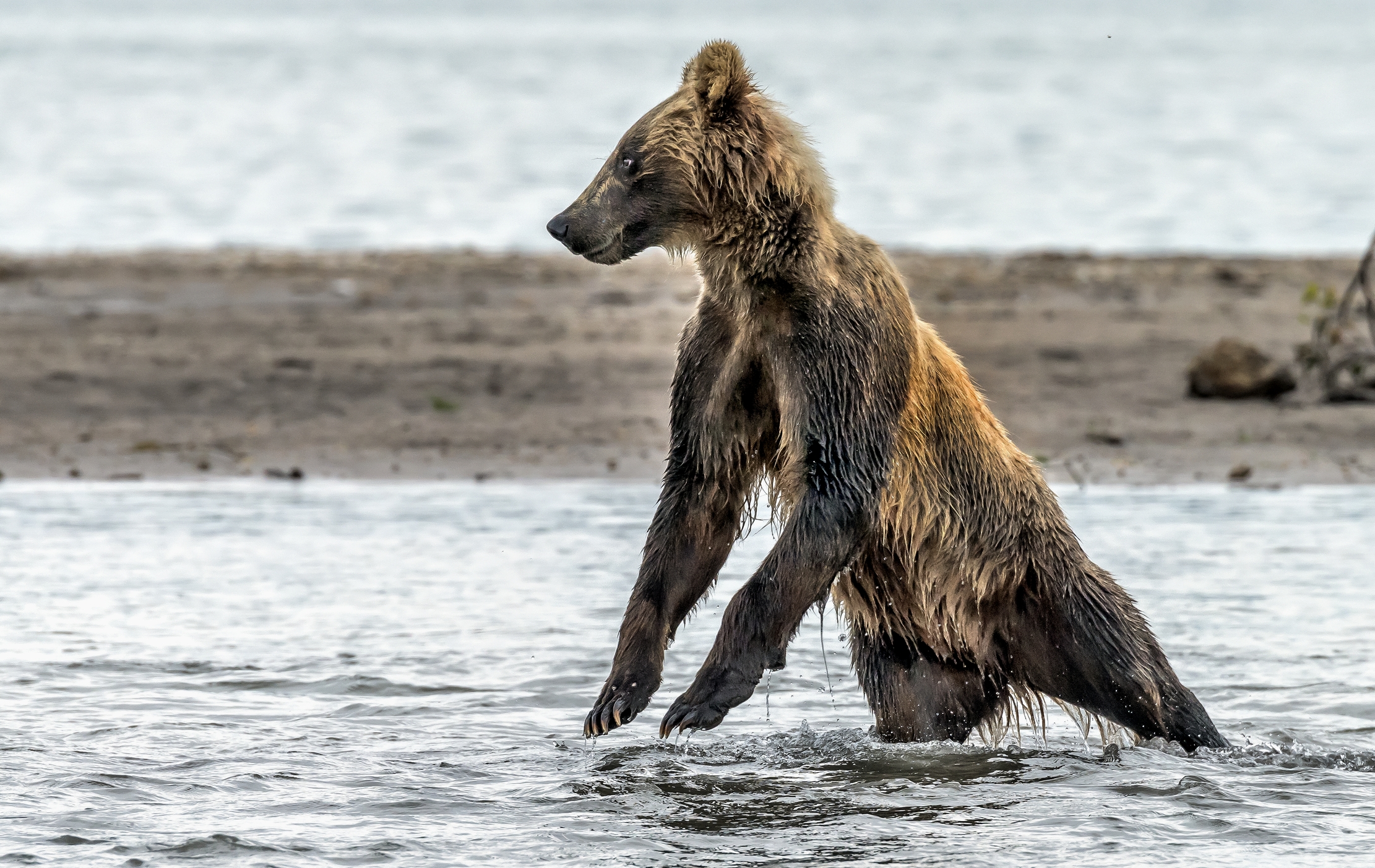 Kamchatka 2016 - Slancio