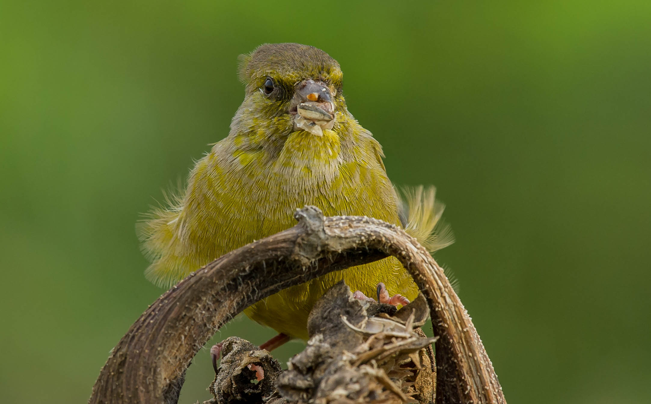greenfinch