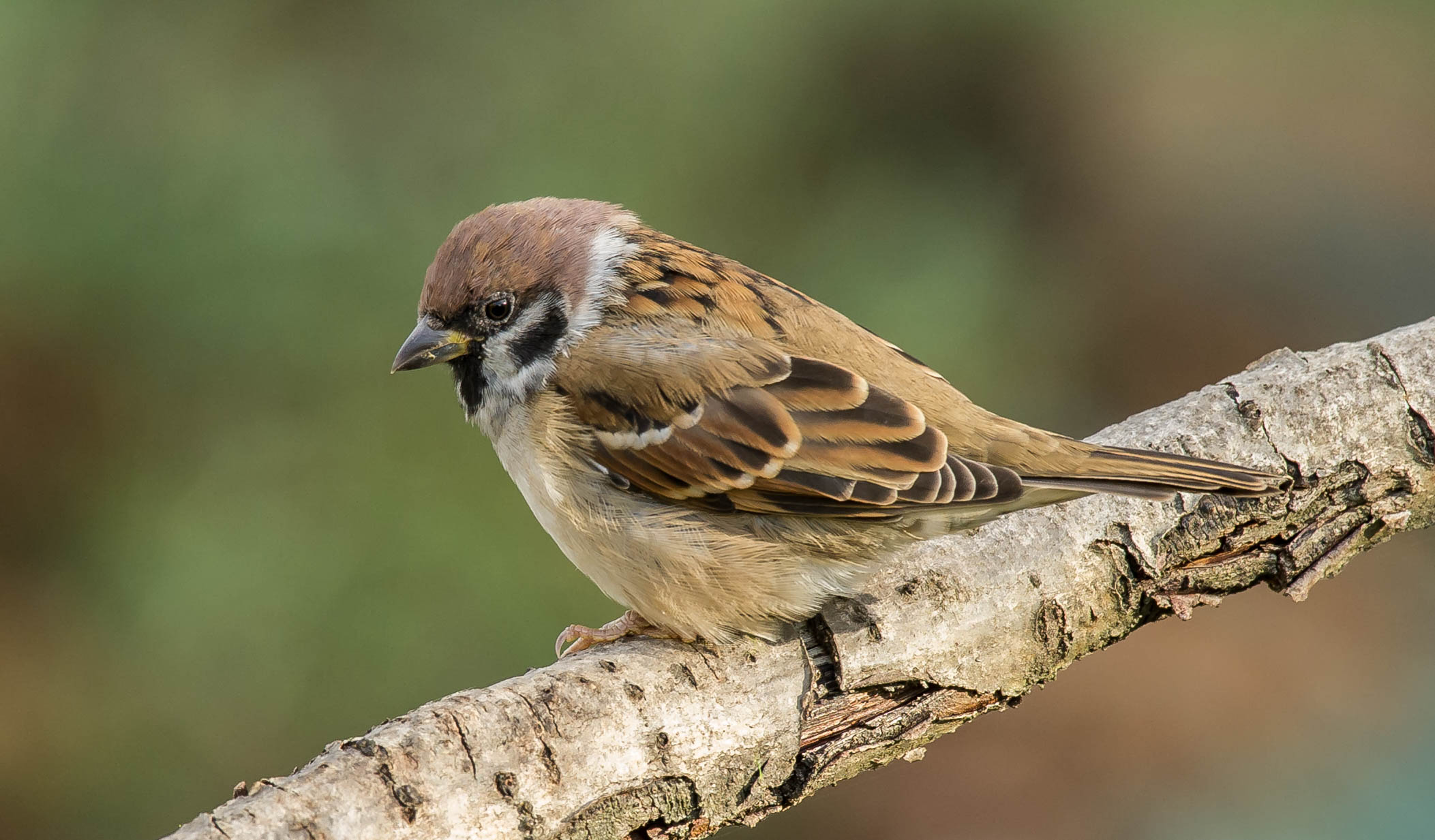 sparrow