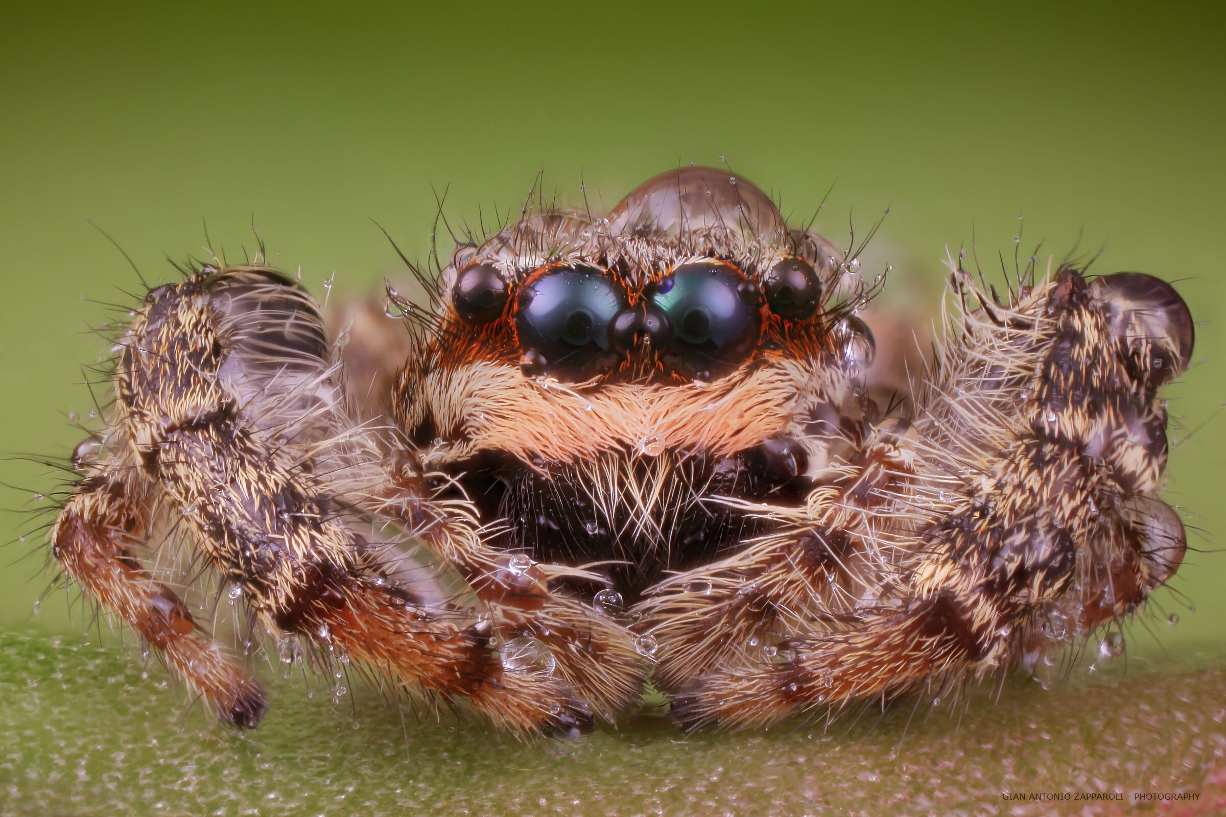 salticidae
