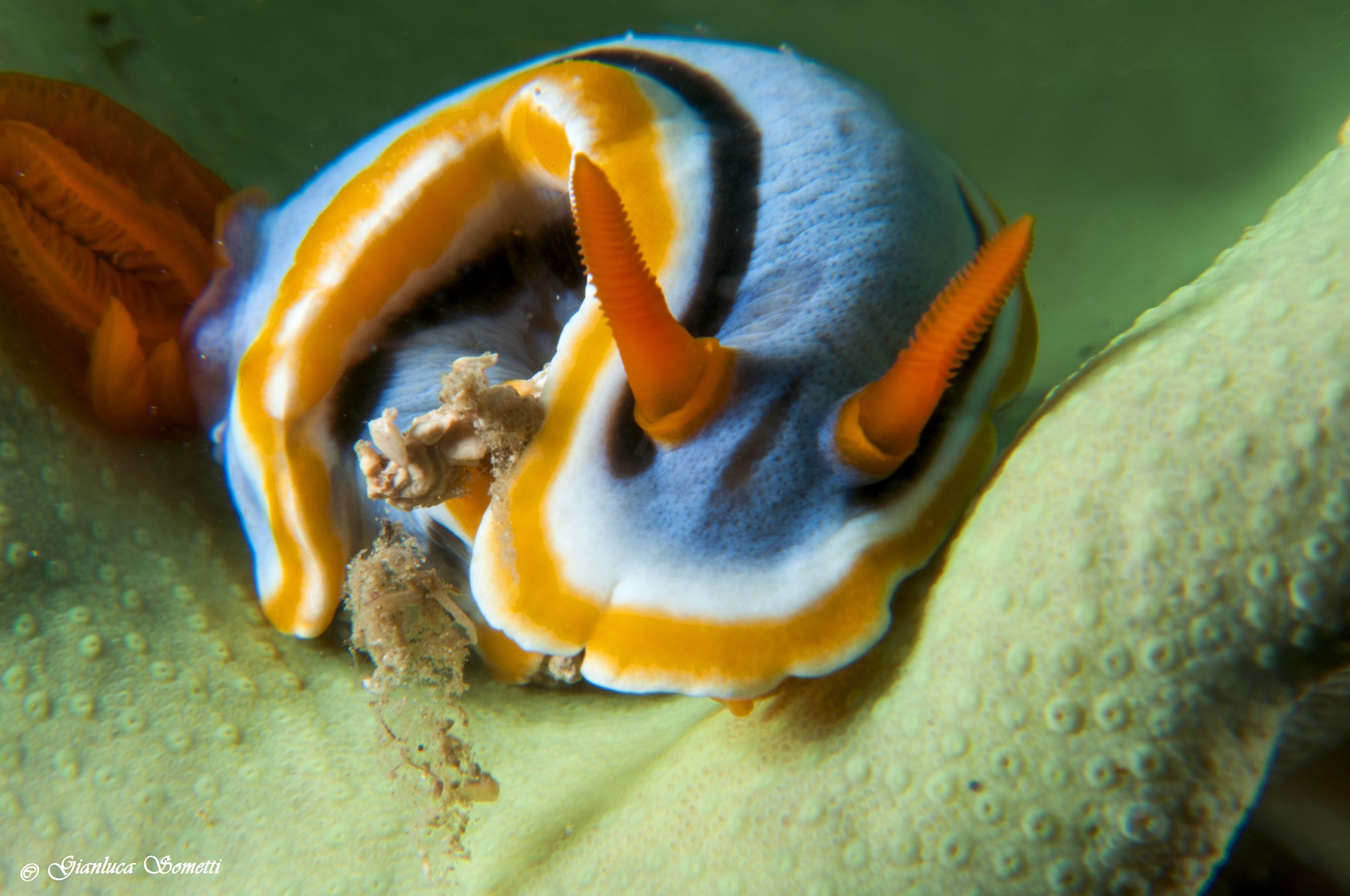 Crhomodoris magnificent Puerto jail