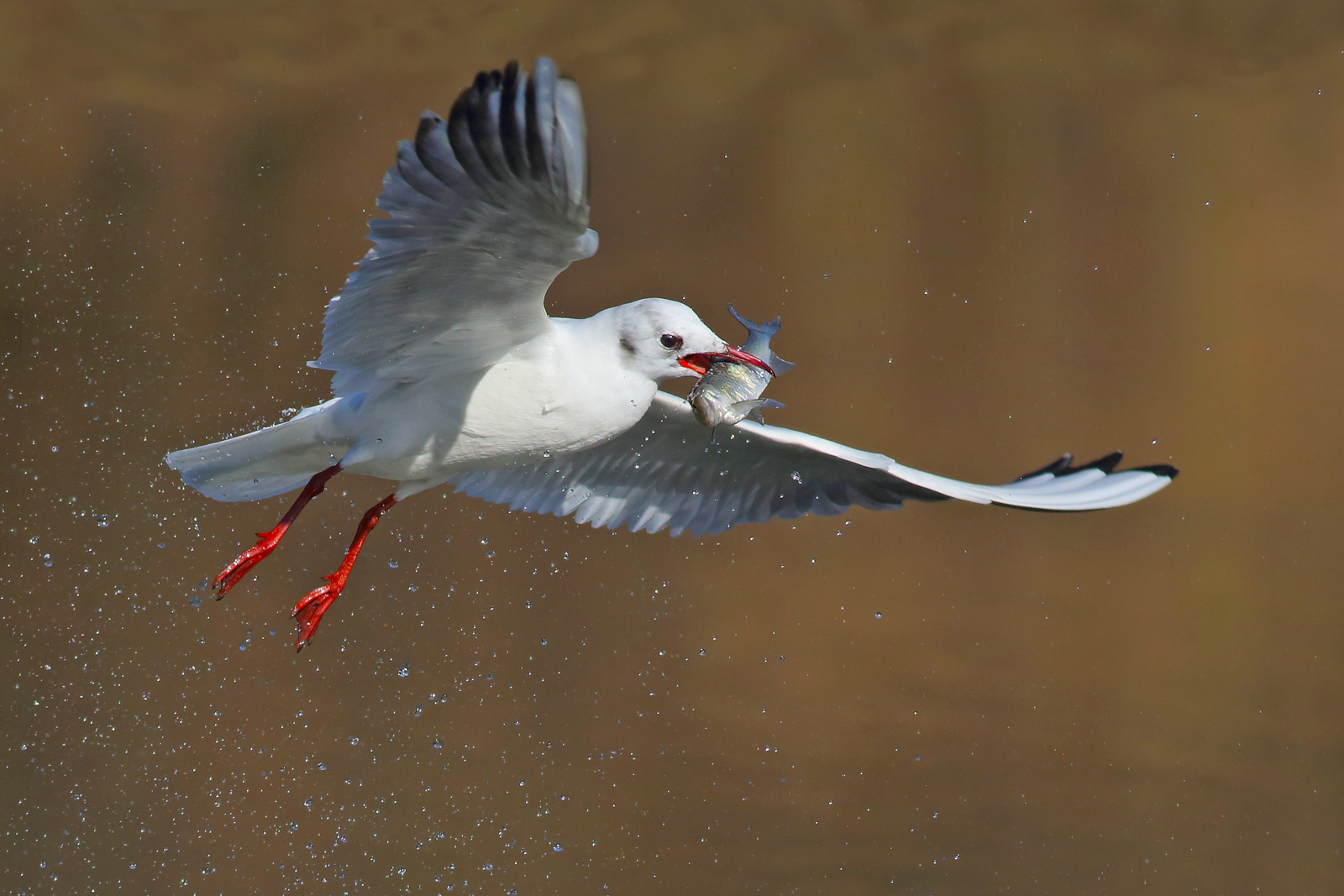 Gull with fish