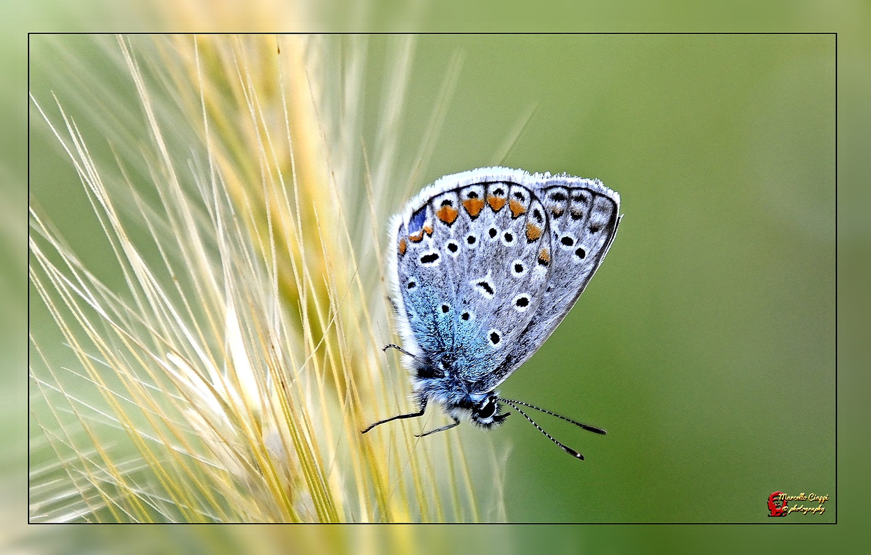 Plebejus argus   (male)