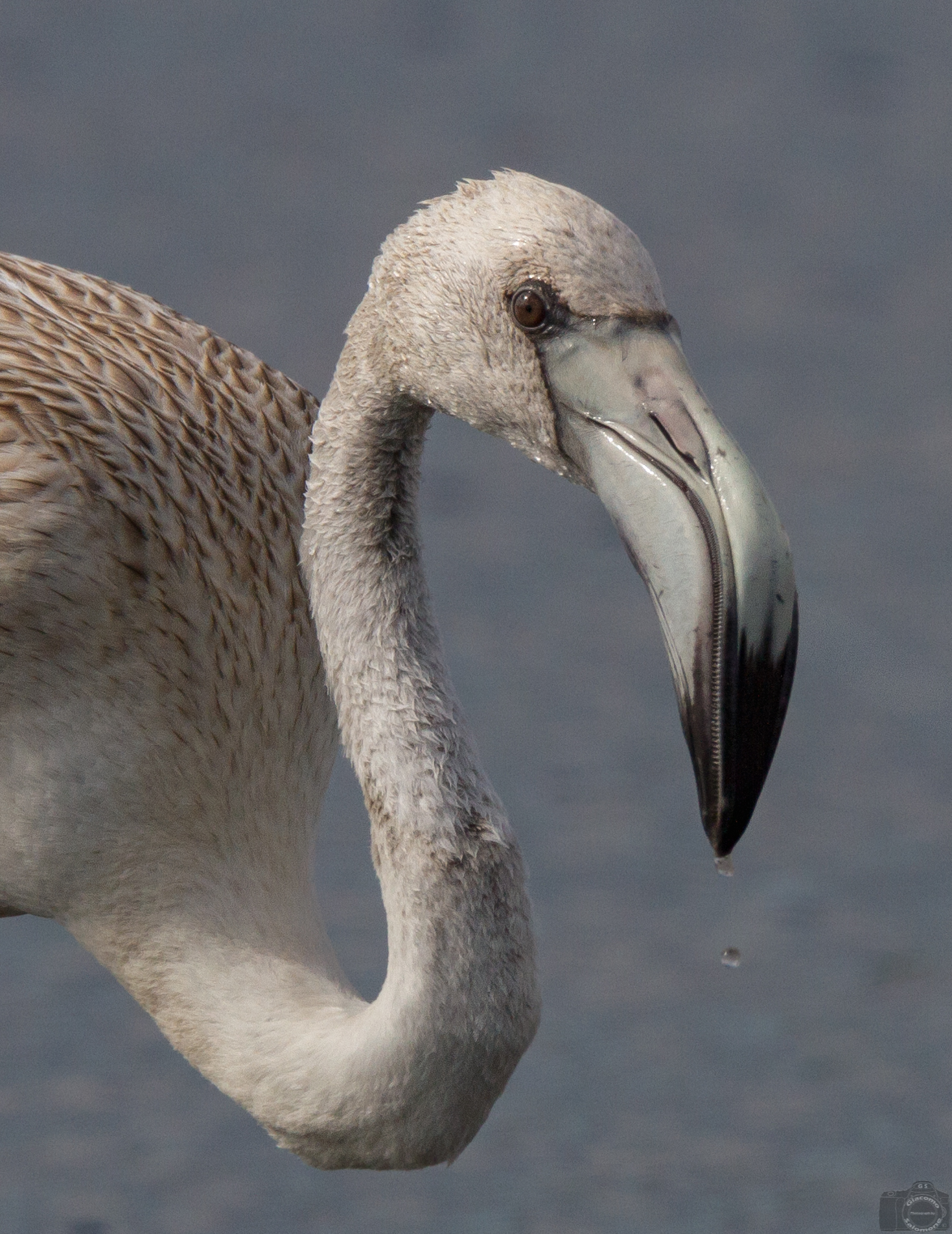 Portrait of a young flamingo ..