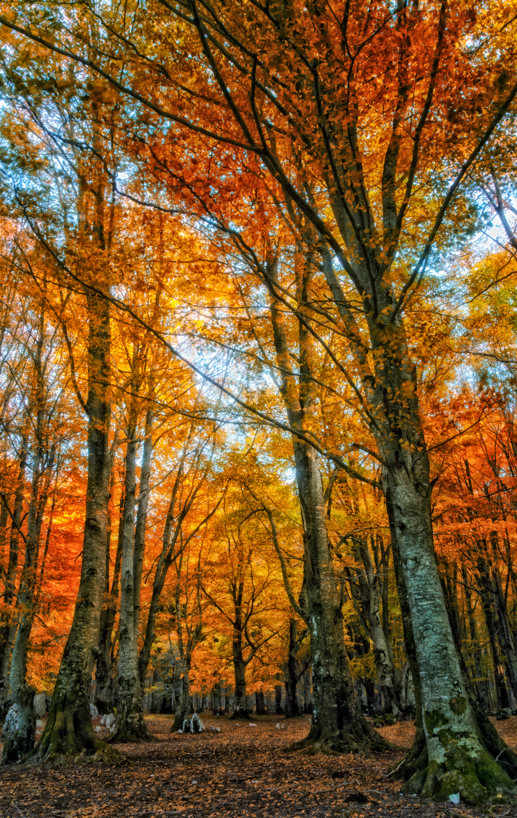 Nestled among the trees ..