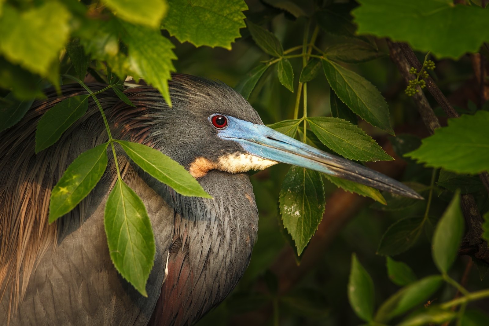 Tricolored heron