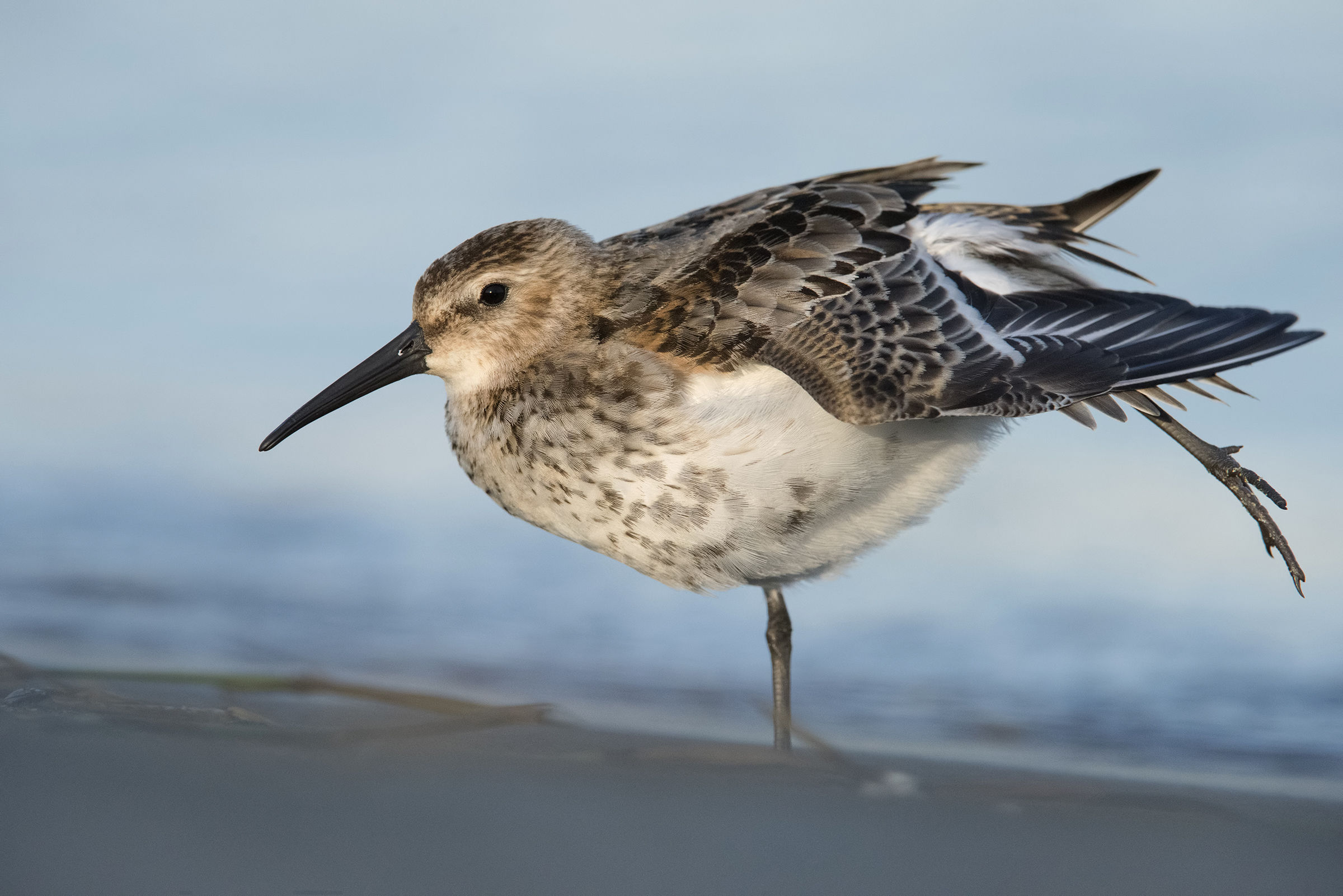 piovanello pancianera