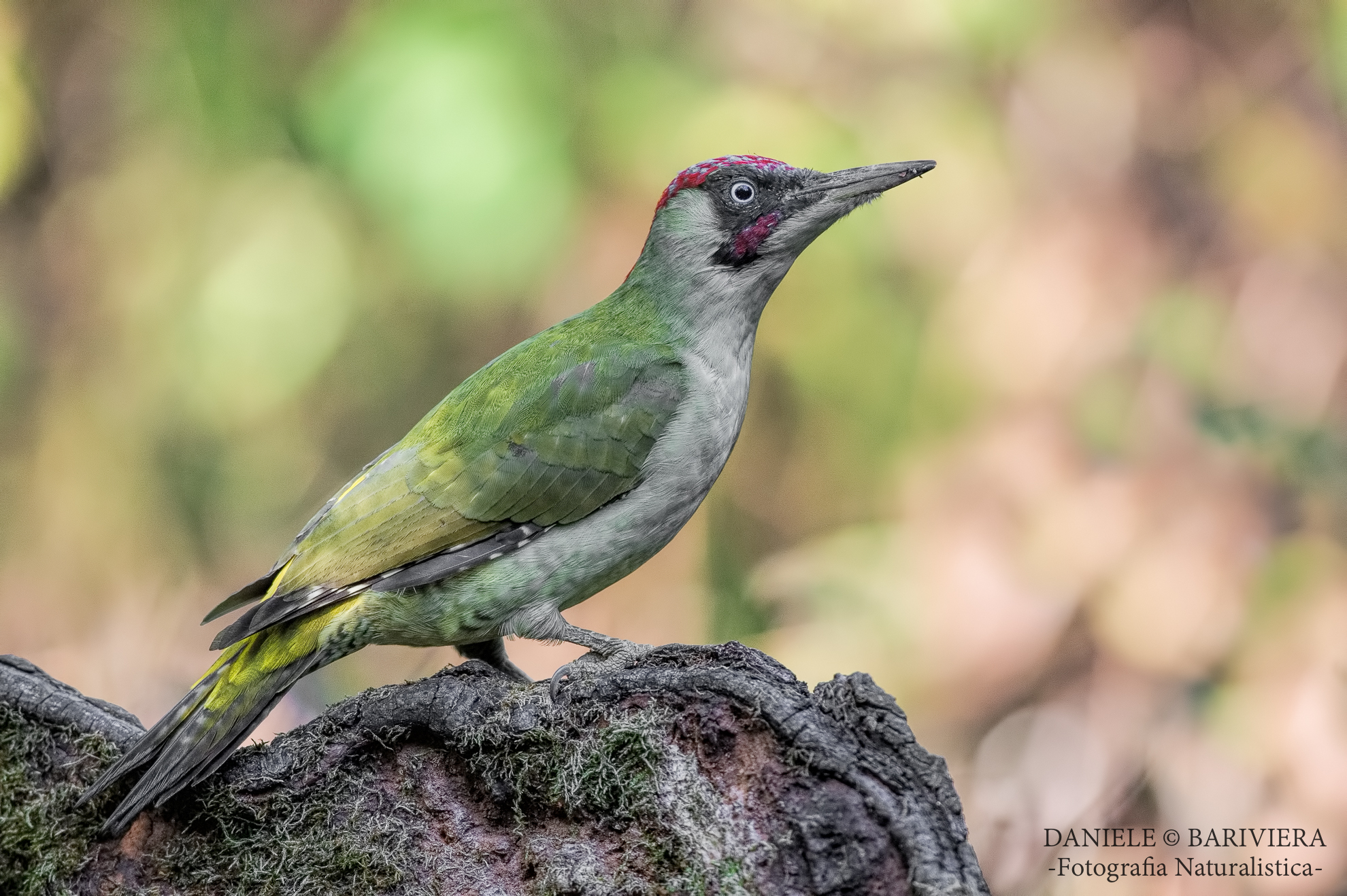Woodpecker careful Green