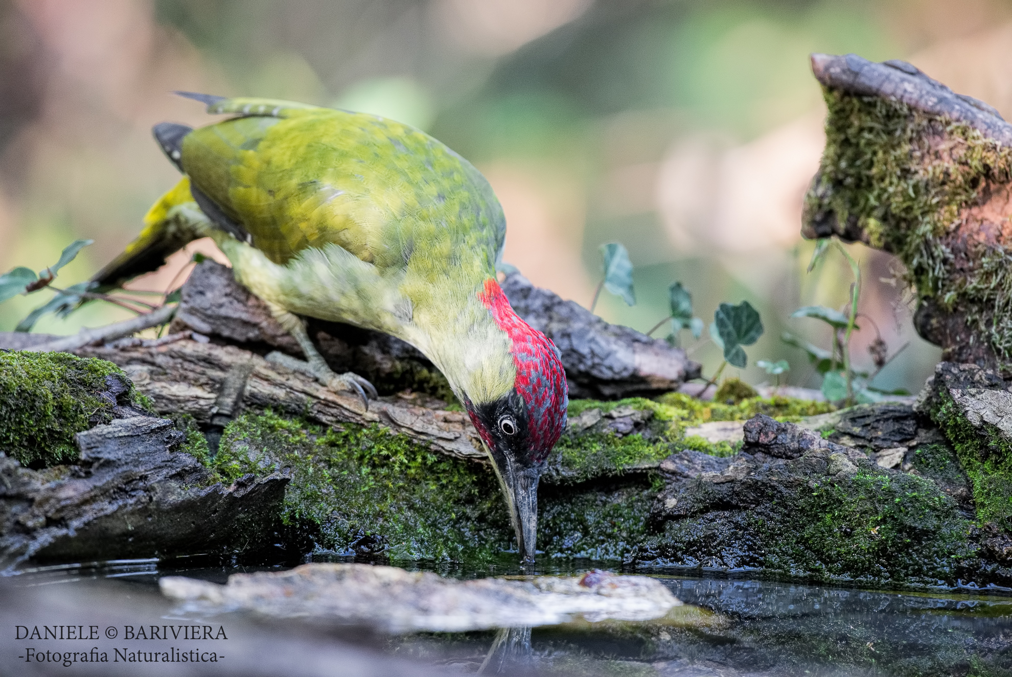 thirsty Green Woodpecker