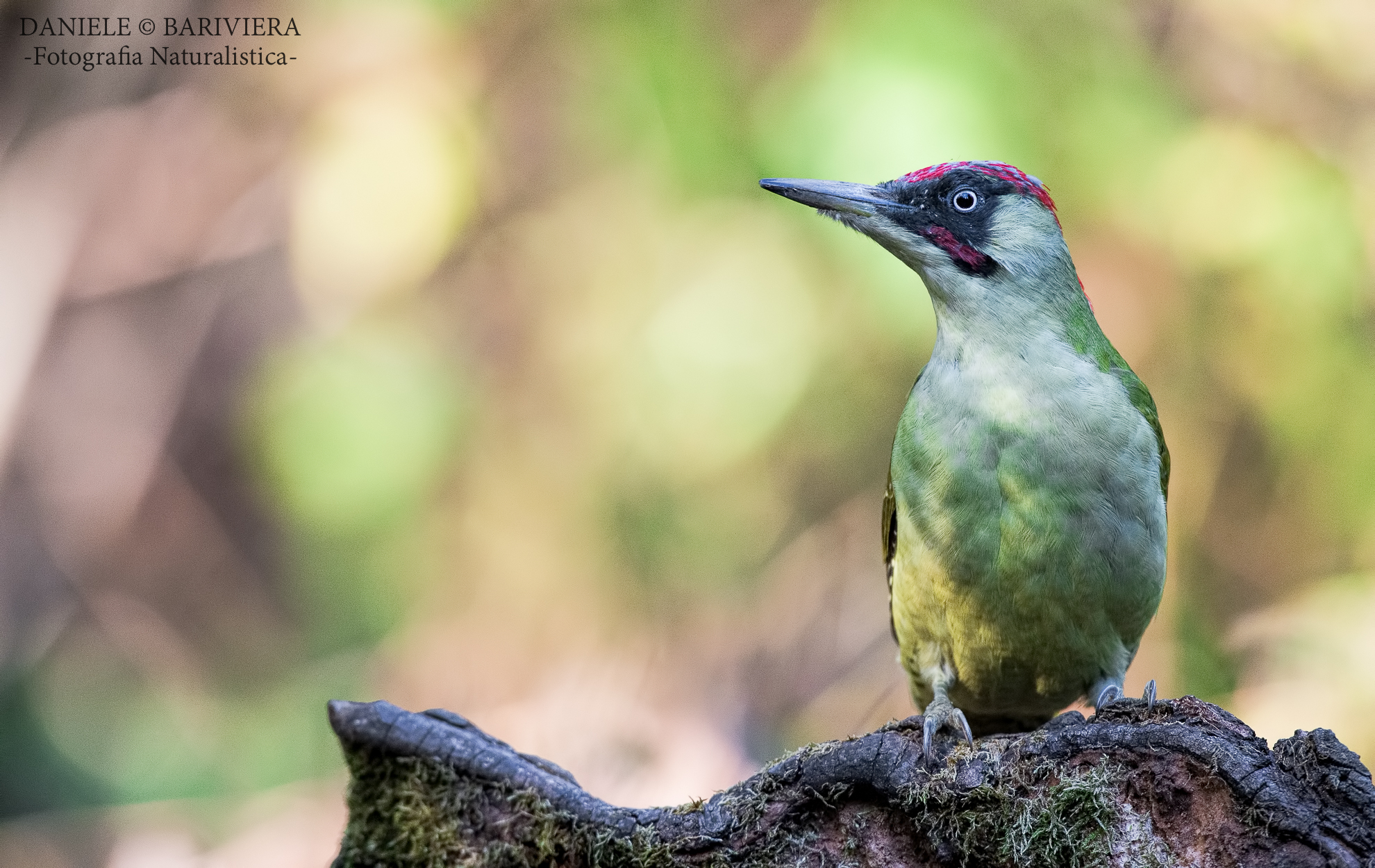green woodpecker posing