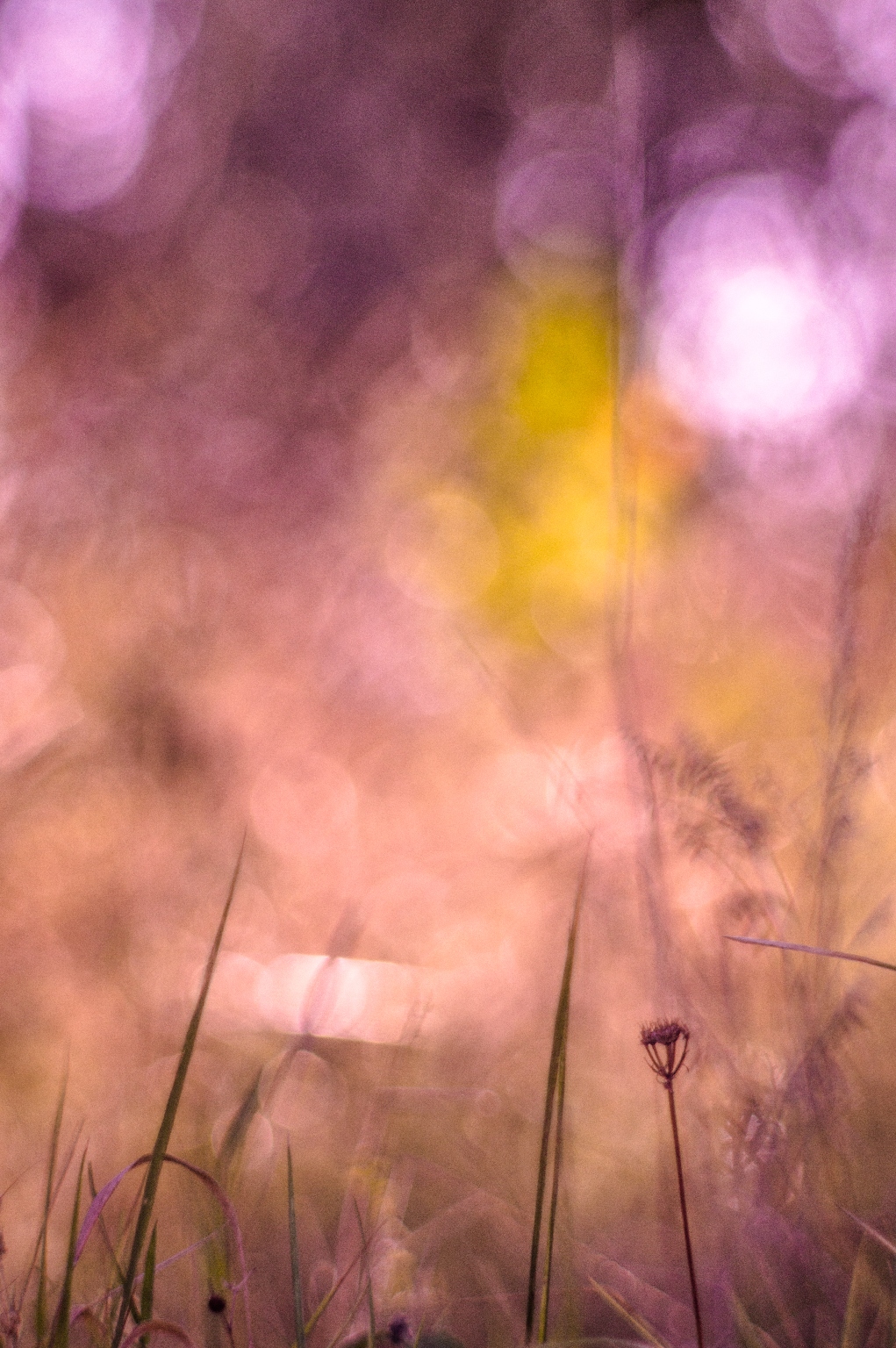 Super Paragon 200mm f4.5