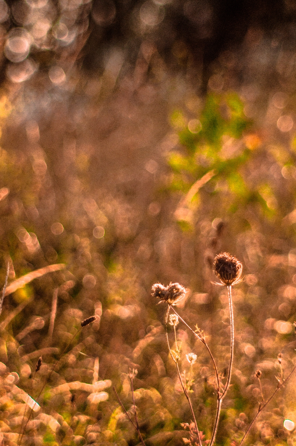 Super Paragon 200mm f4.5