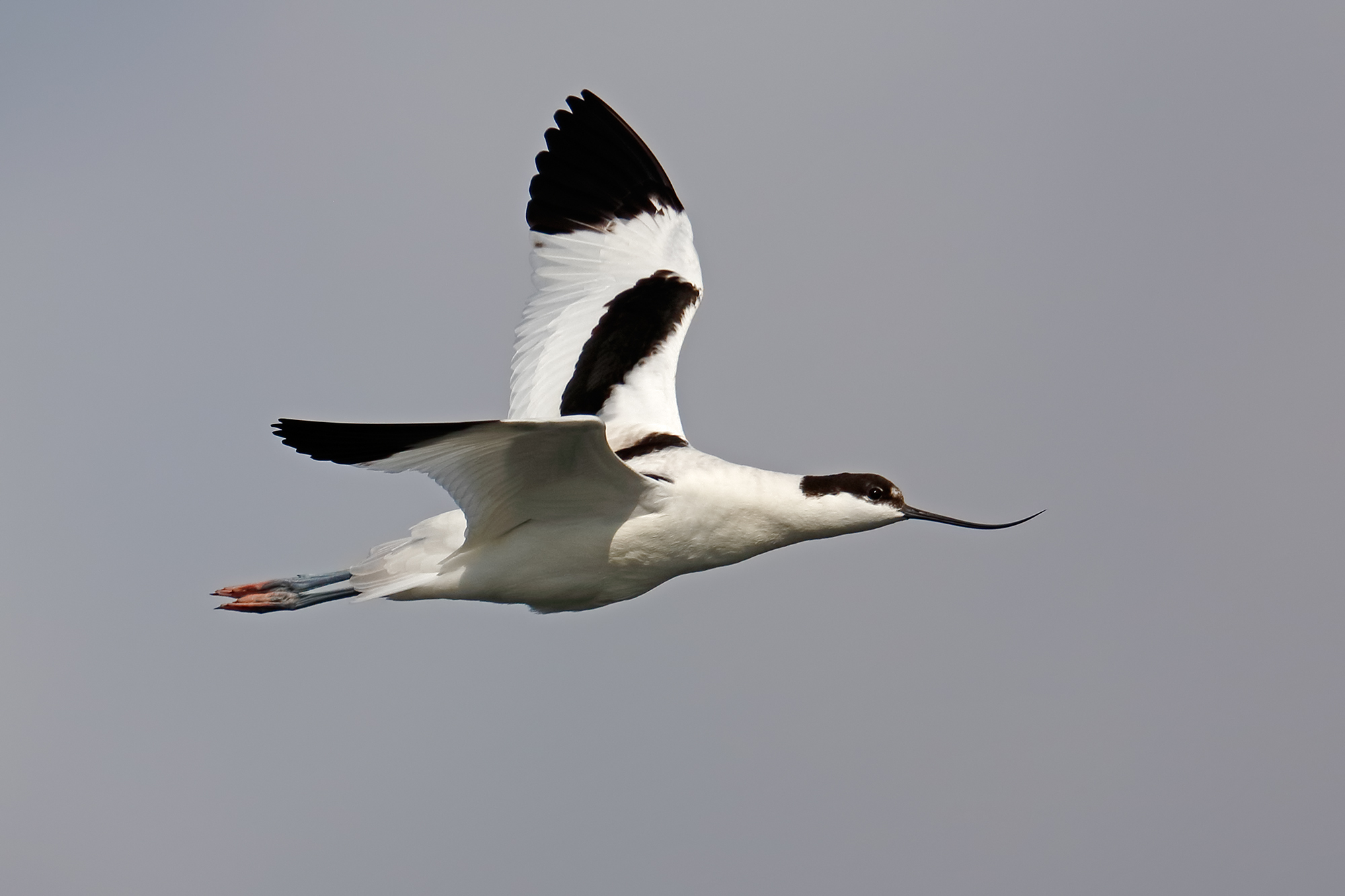La migrazione dell'avocetta 2