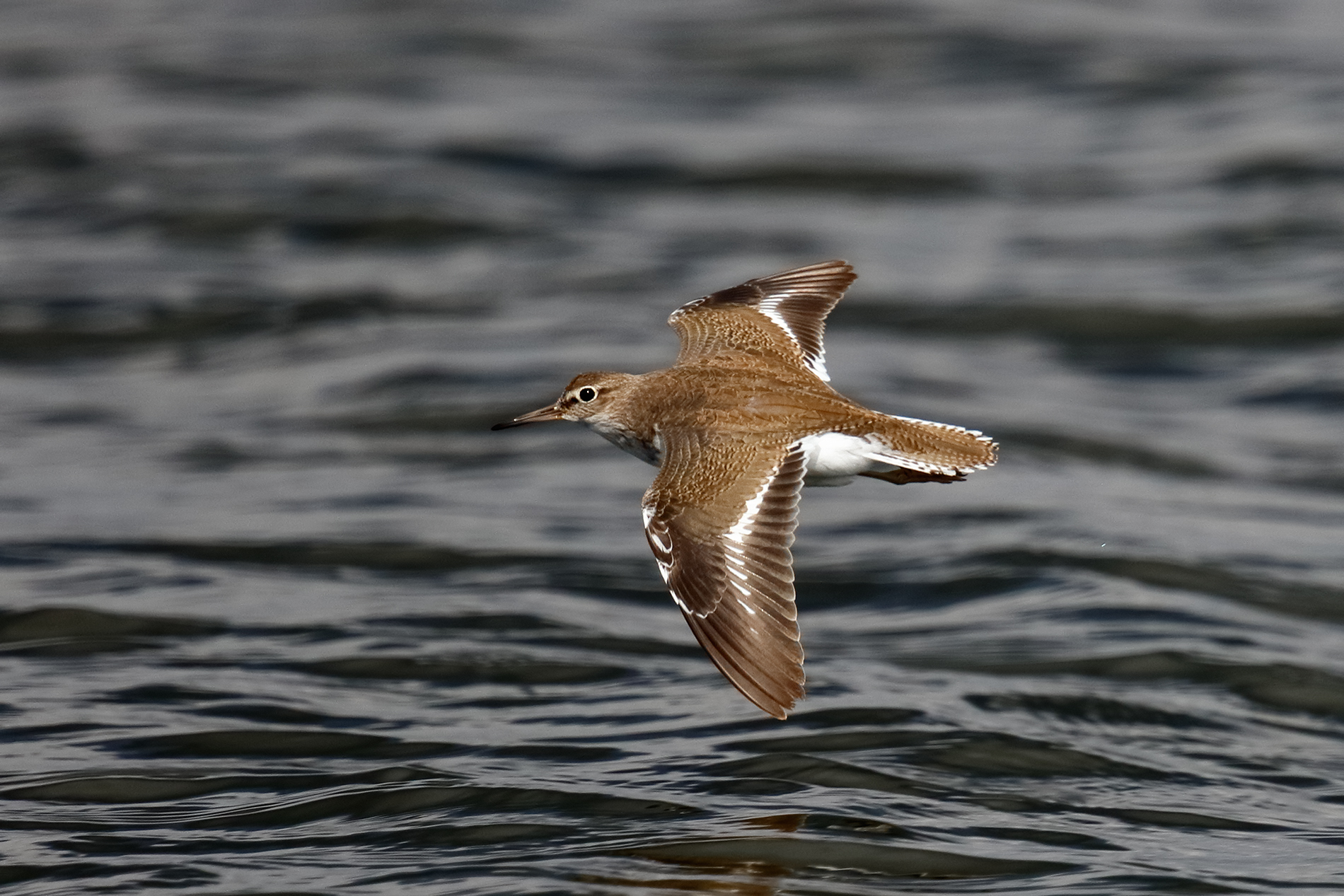 Common Sandpiper