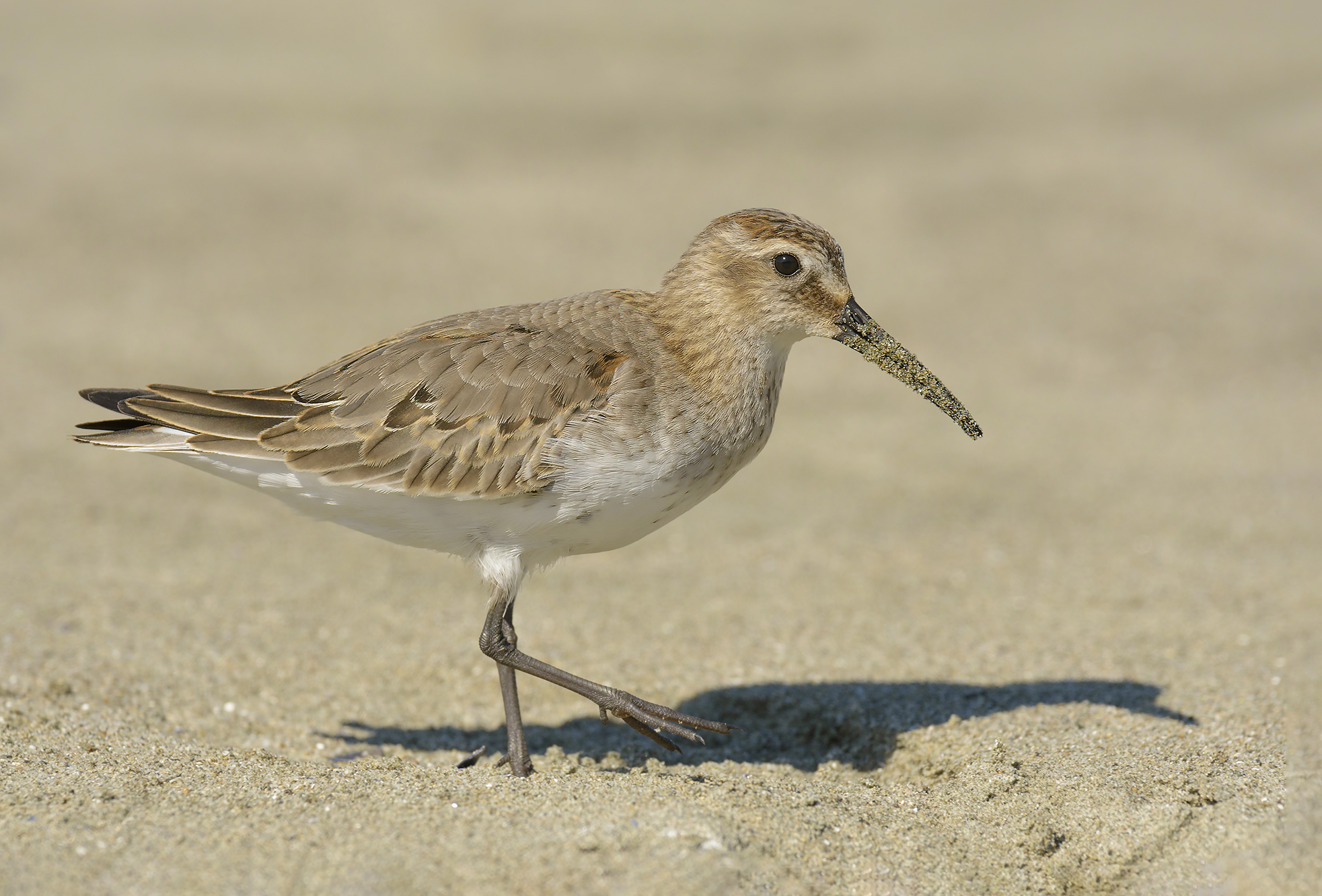 Dunlin