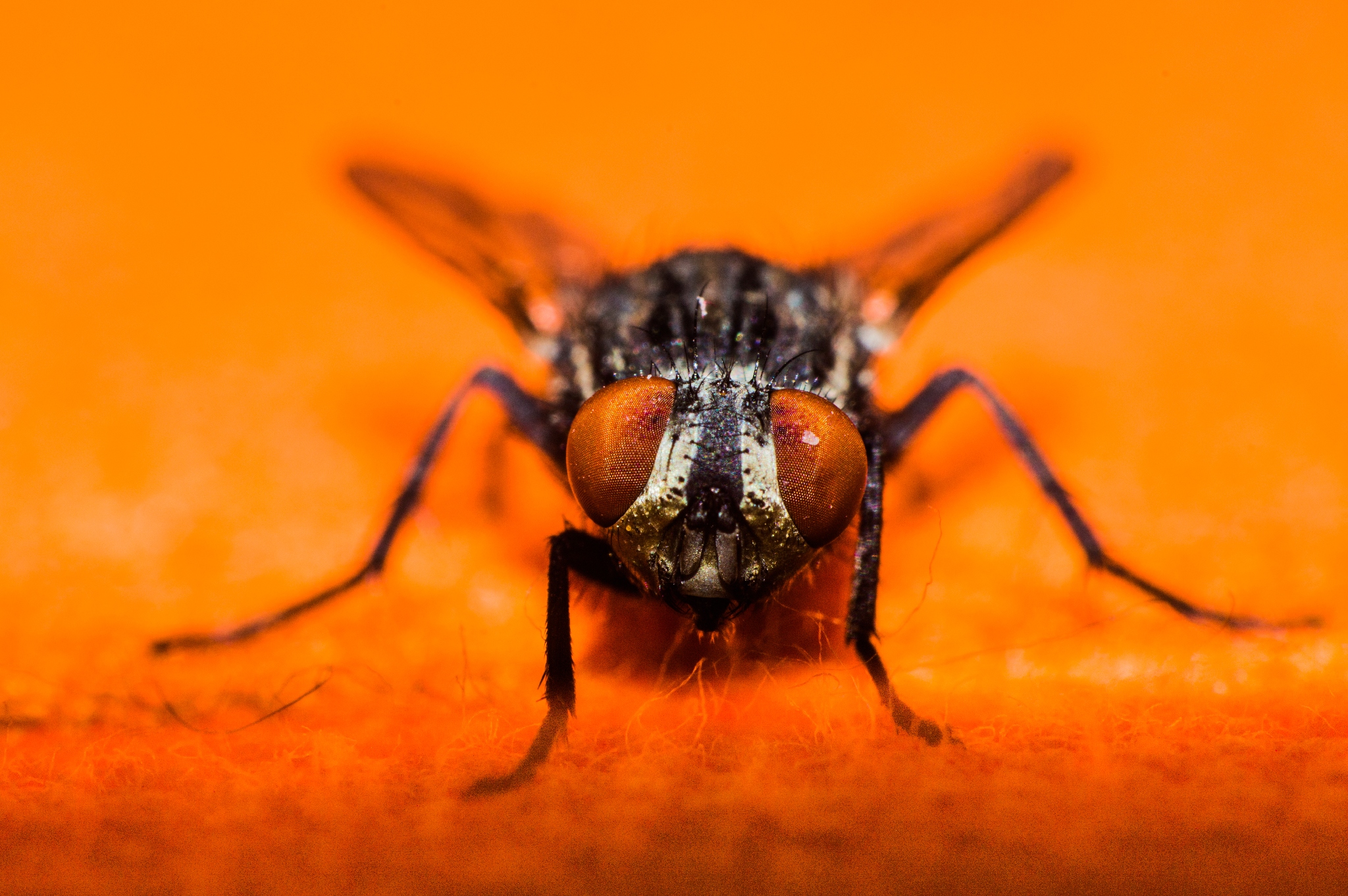 Nikon 36-72mm f3,5 Serie E