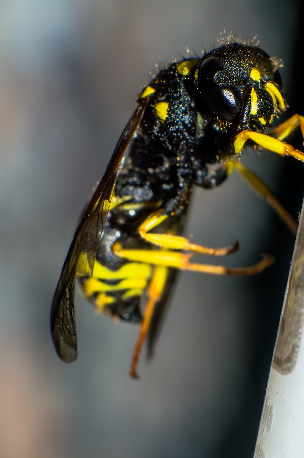 Nikon 36-72mm f3,5 Serie E