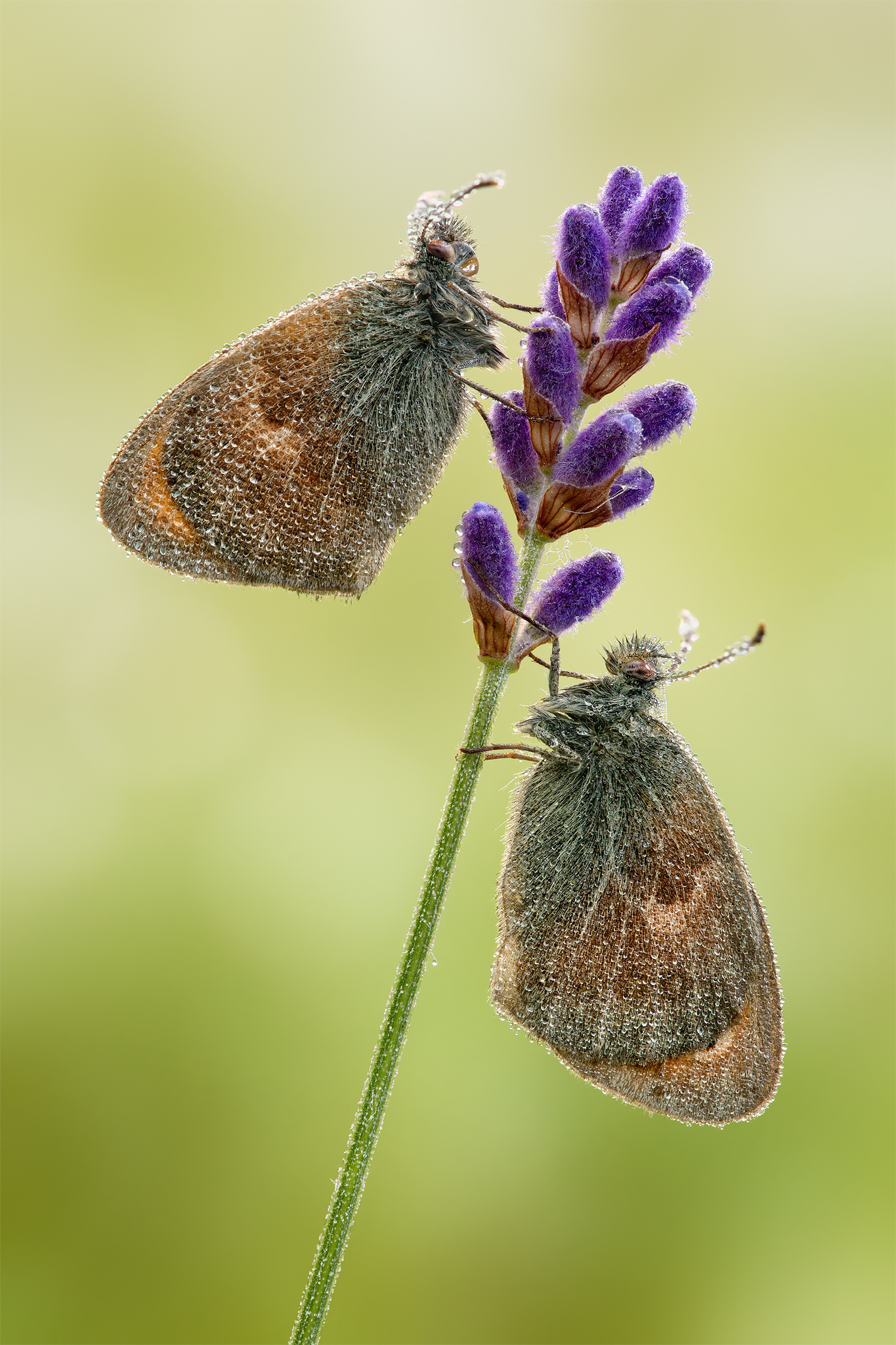 Coenonympha pamphilus
