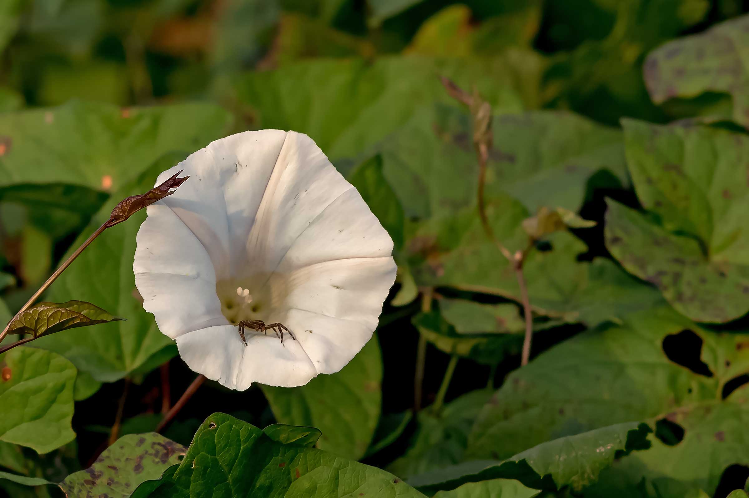 The spider on the doorstep