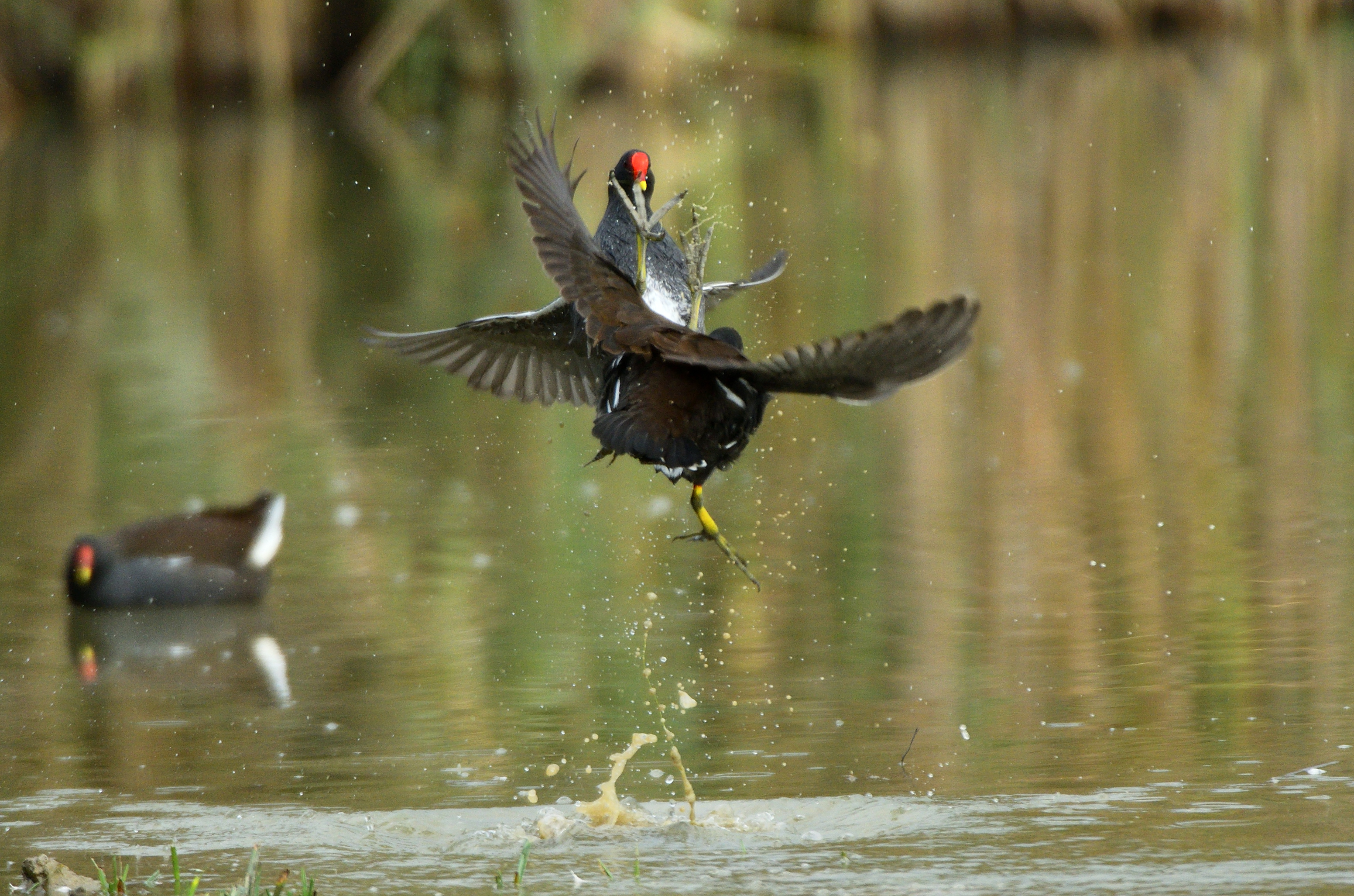 Discussione fra gallinelle d'acqua