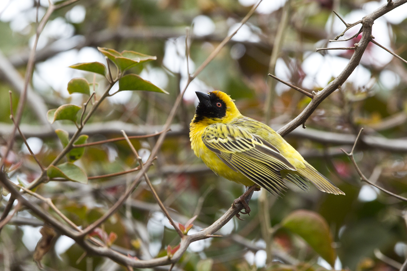 Weaver Mascerato - Namibia September 2016