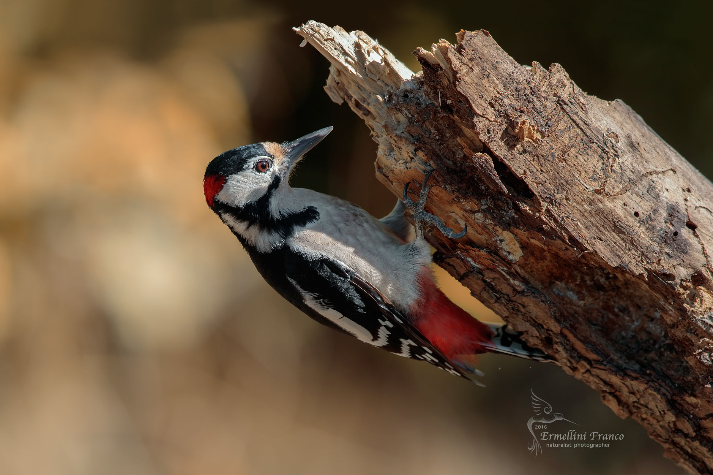 Picchio rosso maggiore