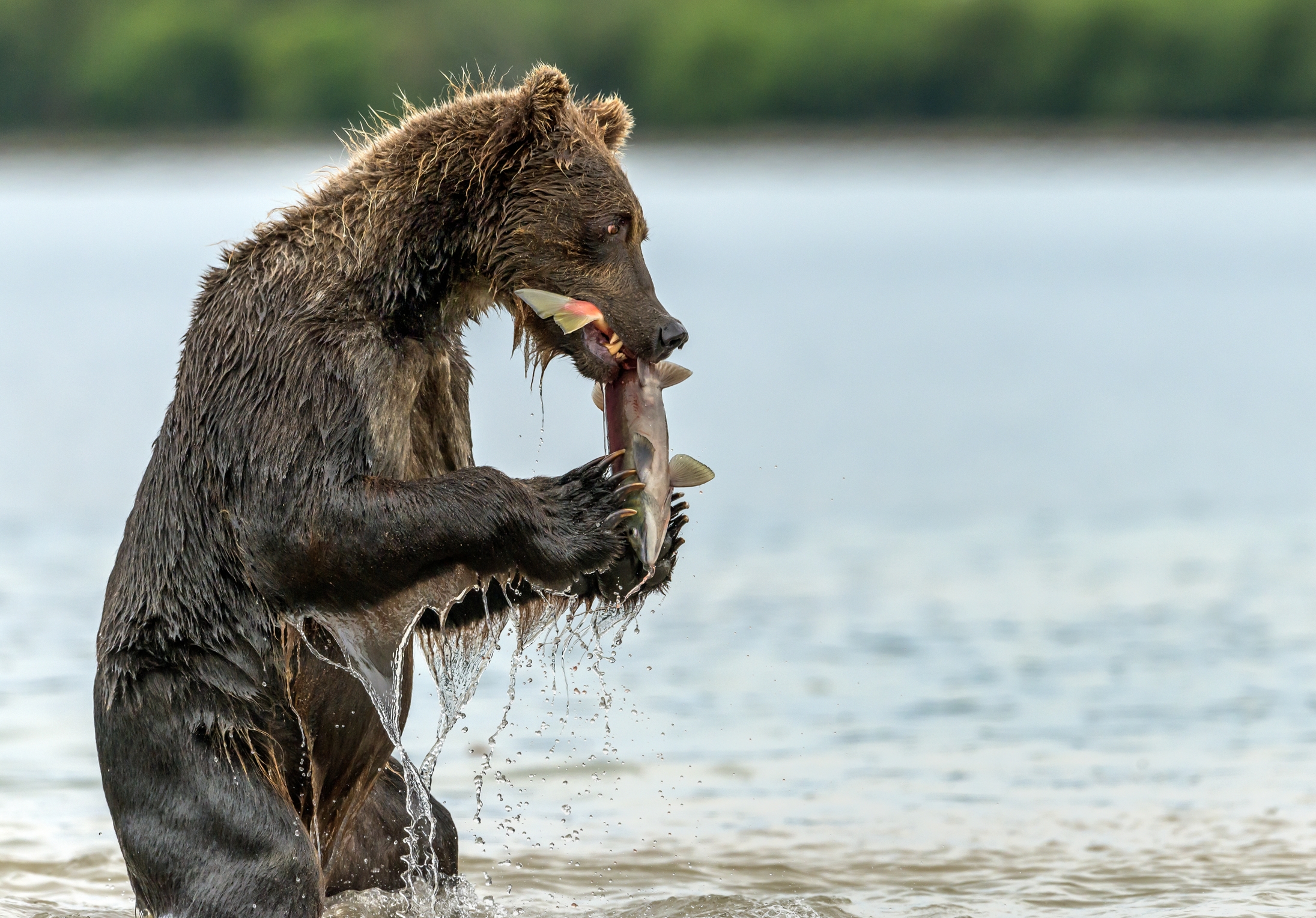 Kamchatka 2016 - Spuntino