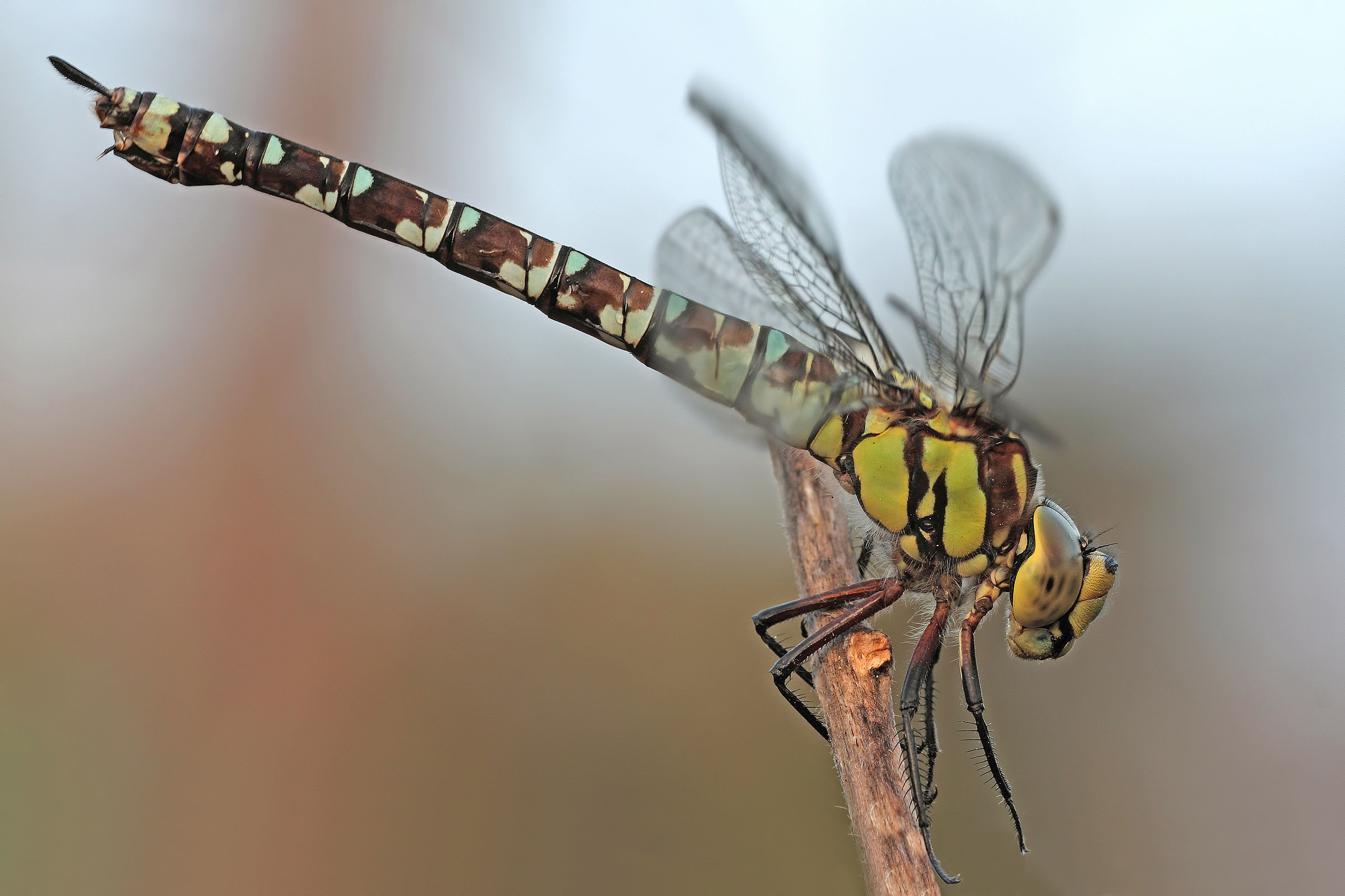 Un solo scatto e....via!!!