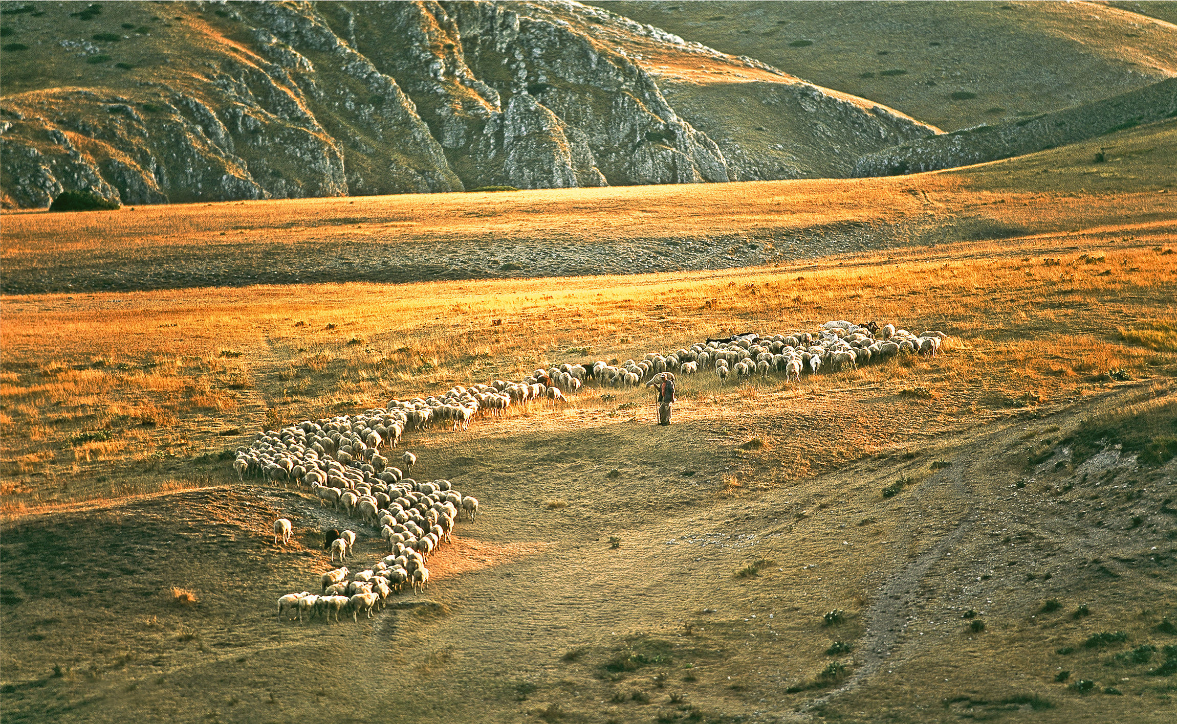 flock to Vetica source