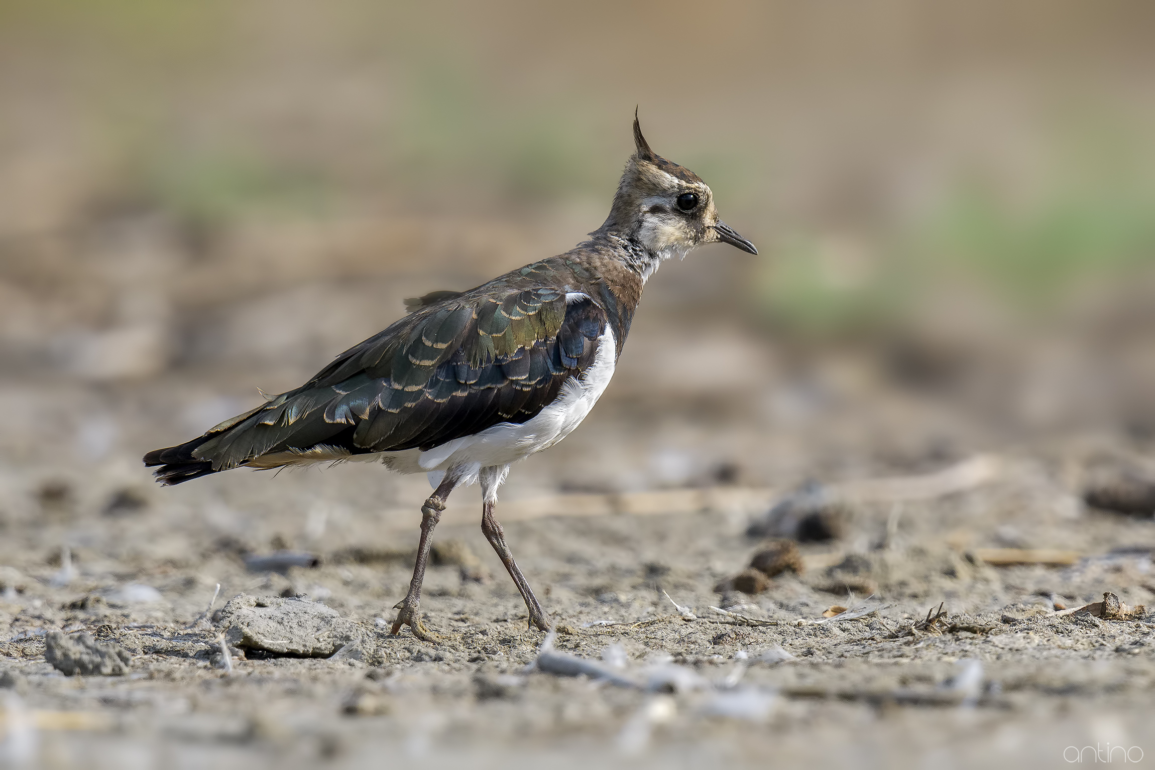 Lapwing