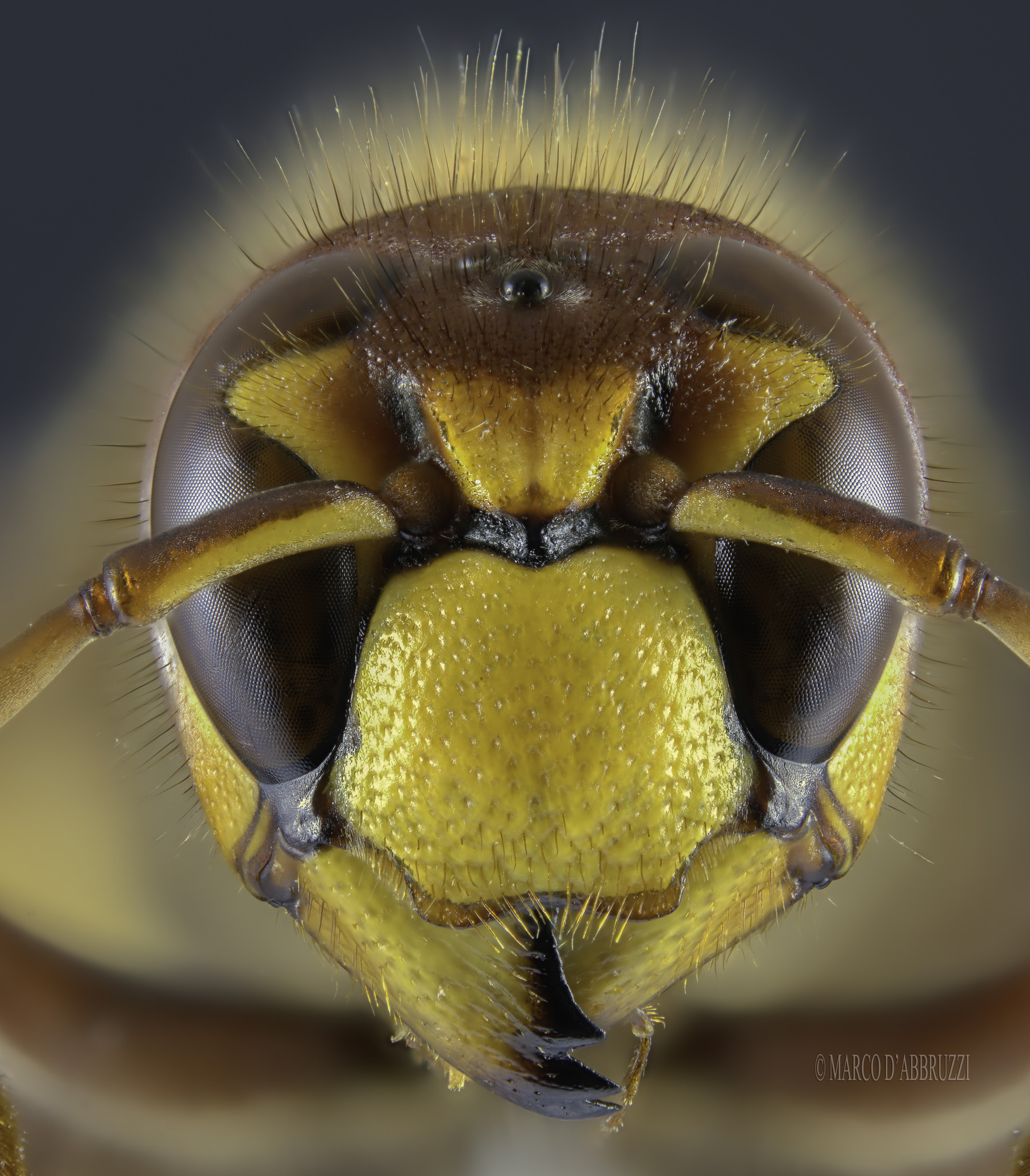 Vespa crabro ... extreme