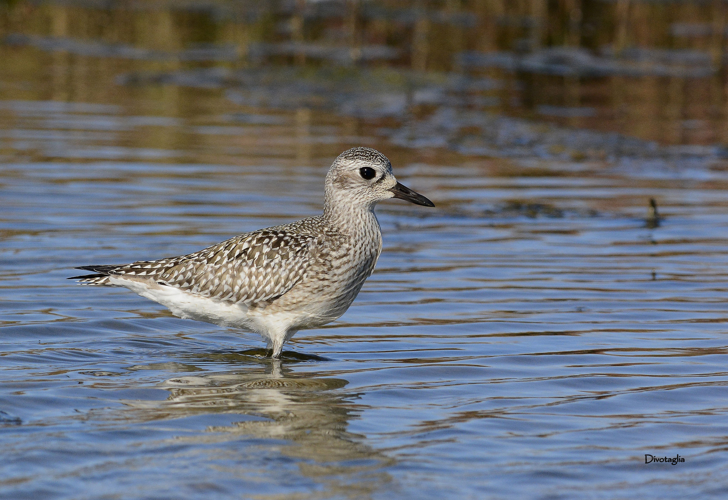 Grey Plover (Pluvialis squatarola)